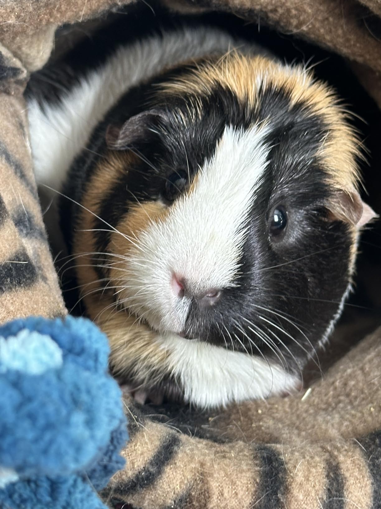Paw Inspired PopCorner Washable Fleece Cage Liners, Midwest, Gray | Reinforced Corners, Super Absorbent Mat, Bedding, Waterproof Bottom, Guinea Pigs, Ferrets, Rabbits, Hamsters, Small Animals customer photo 1