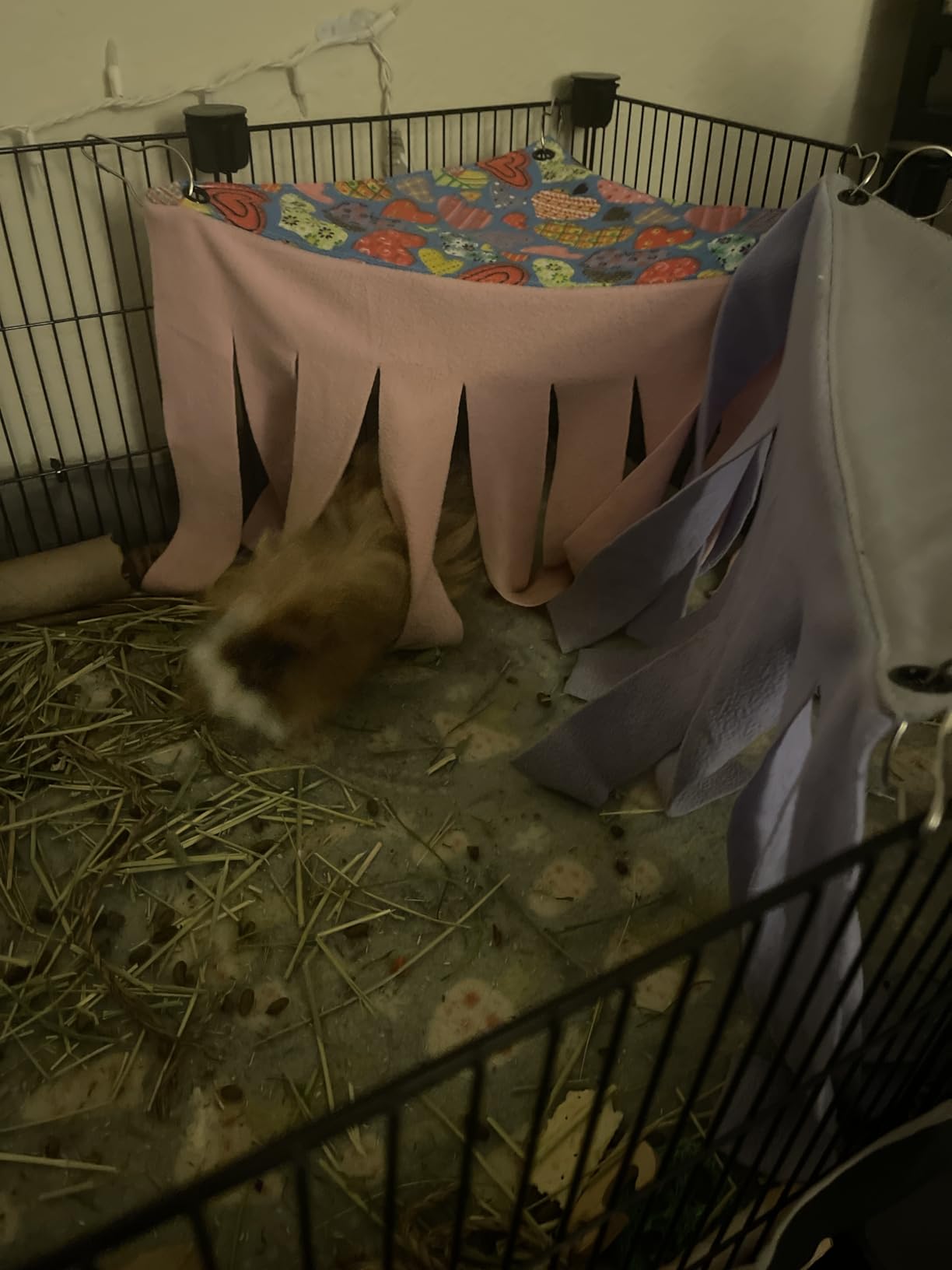 Shappy 2 Pcs Guinea Pig Hideout Hideaway Cage Hammock, Dots Pattern | Corner Hideout Hammock, Soft Fleece for Ferrets Chinchillas Hedgehogs, Cozy Hide with Fringe Curtain Design customer photo 1