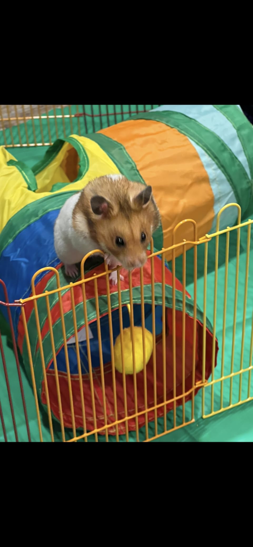 Rypet Guinea Pig Tunnel Hideout 3-Way Collapsible Small Pet Tubes, Rainbow customer photo 1