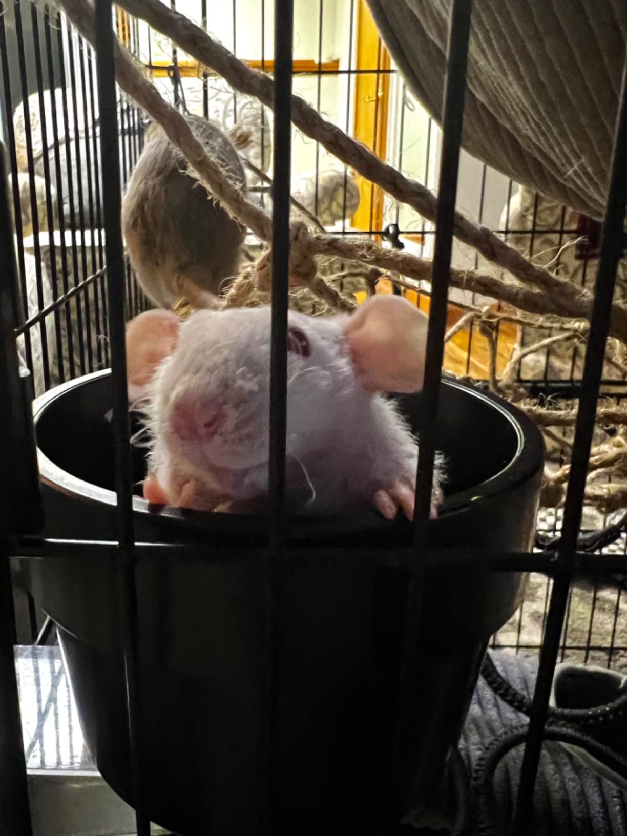 Homey Pet 3 Levels Chinchilla Ferret Pet Crate Small Animals Cages for Rat, Hamster, Guinea Pig, Squirrel, Include Caster Tray and Urine Guard (Black) customer photo 2
