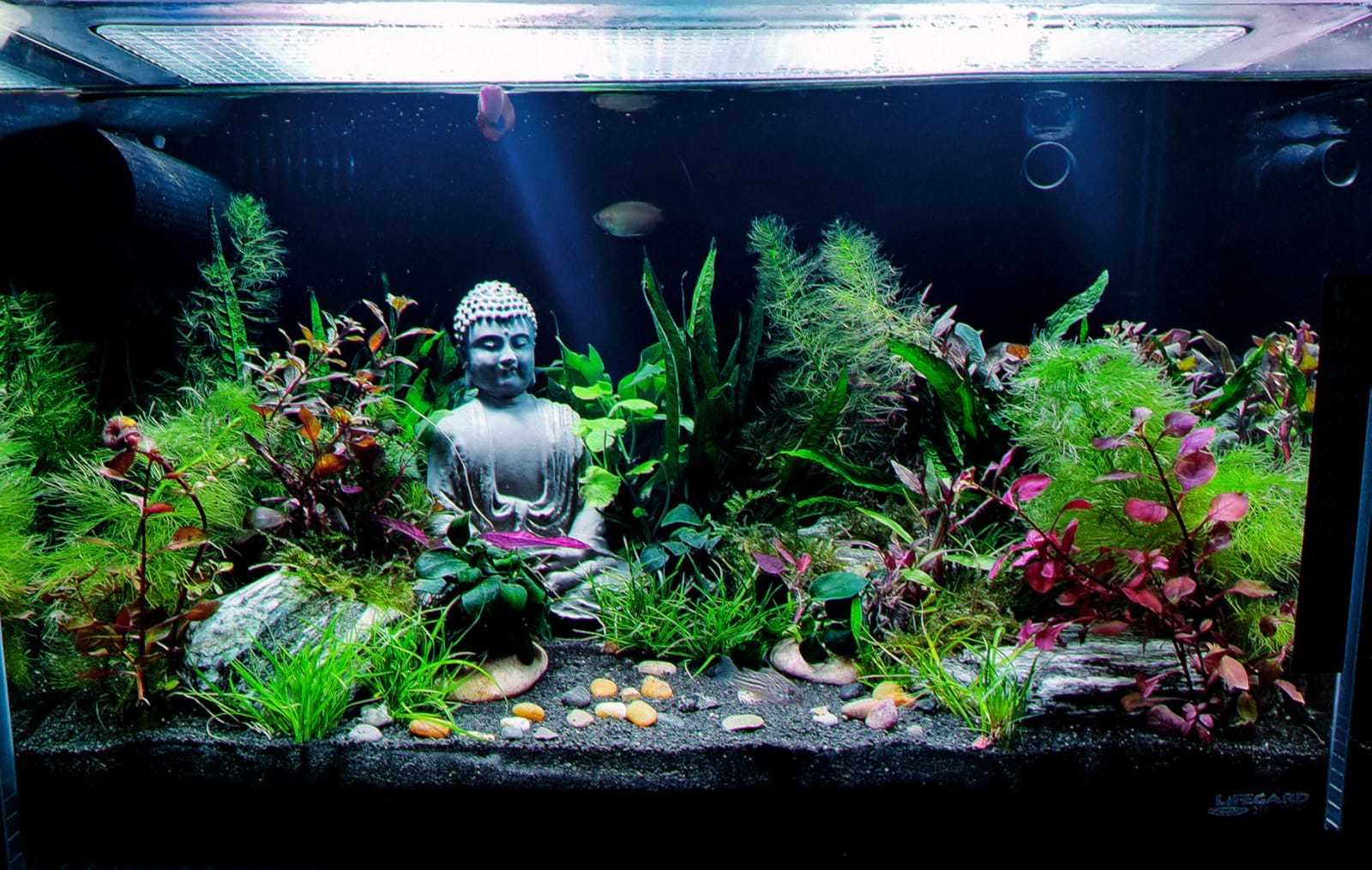 Fluval Volcanic Soil Bio Stratum for Planted Tanks, 4.4 lbs. customer photo 1
