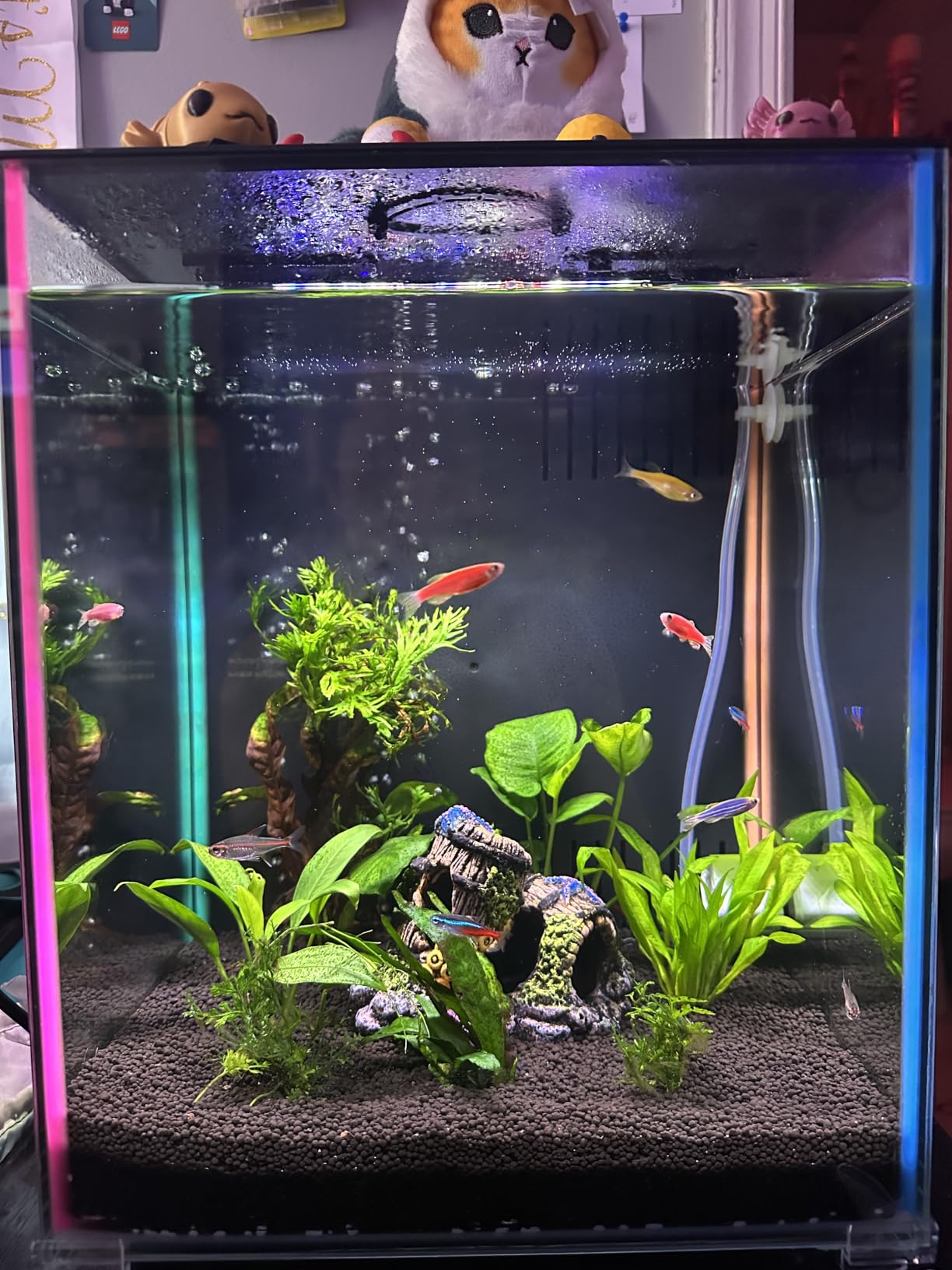 Fluval Volcanic Soil Bio Stratum for Planted Tanks, 4.4 lbs. customer photo 2