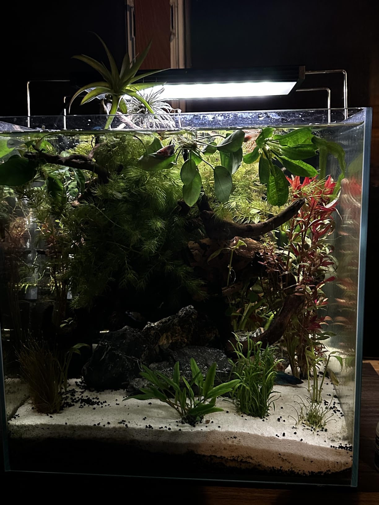 Chihiros WRGB II PRO LED Aquarium Light - Full Spectrum, Bluetooth App Control customer photo 1