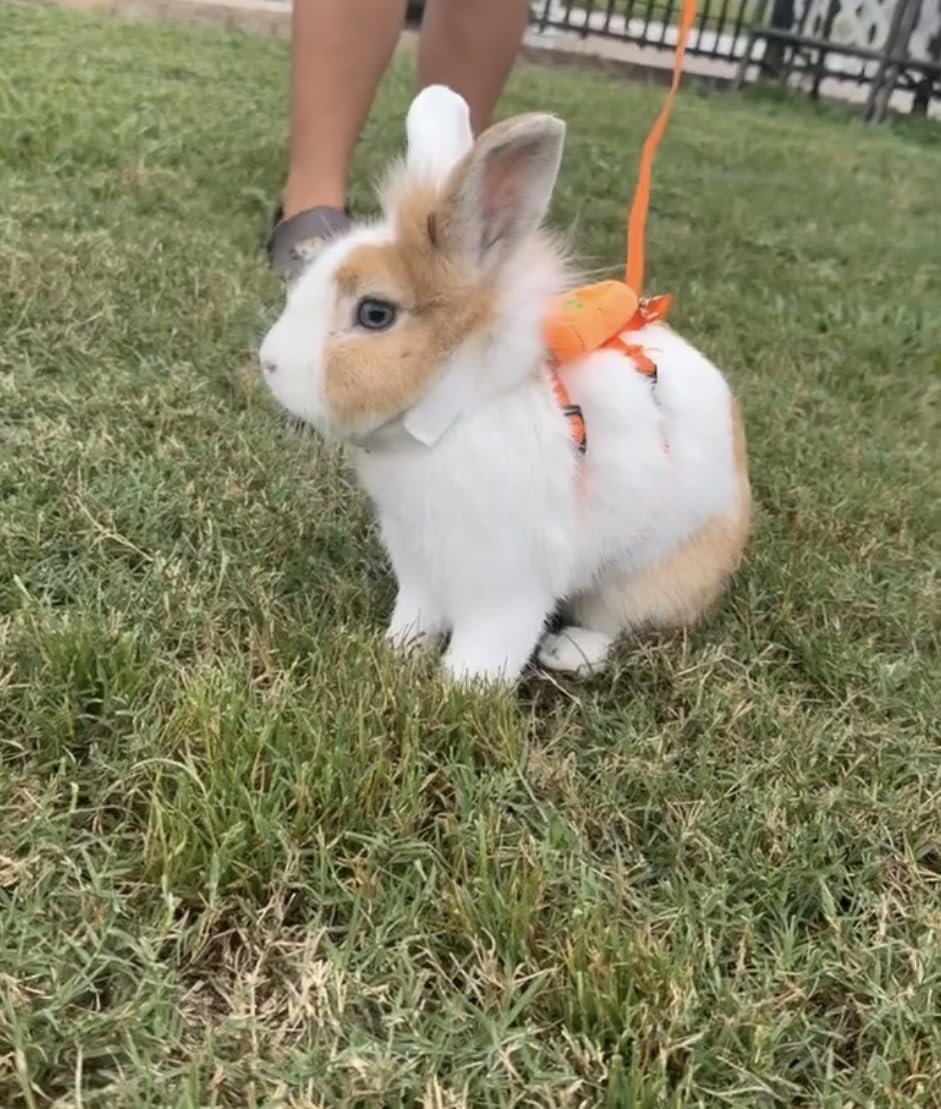 Tondiamo 4 Pcs Adjustable Bunny Harness and Leash Set for Small Pet, Fruit | Cute Vest Harnesses, for Rabbits Ferrets Guinea Pig Kitten Puppy, Small Pet Supply customer photo 1