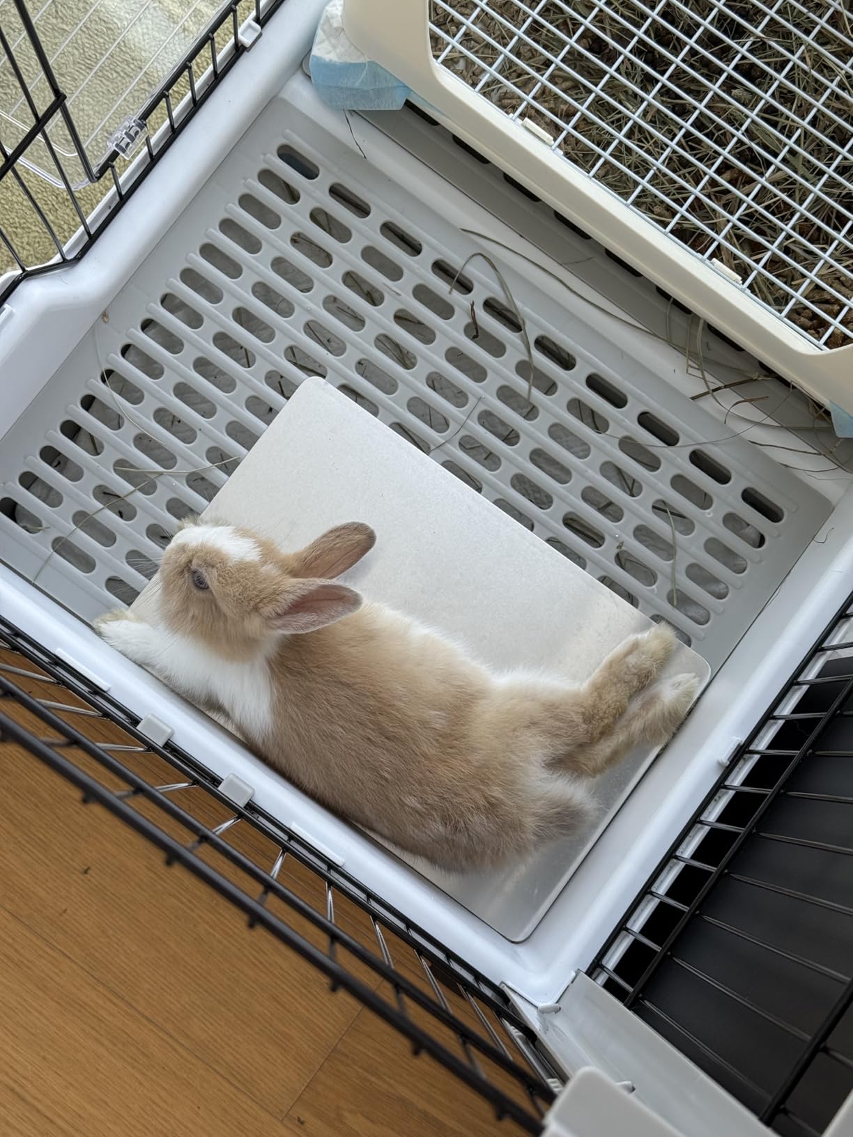 Rabbit Cooling Pad, 11.8x7.9 in Hamster Cooling Mat Pet Cool Plate for Rabbit Bunny Hamster Guinea Pig & Other Small Pets Stay Cool This Summer - Bite Resistance Pet Cooling Pad Ice Bed customer photo 2