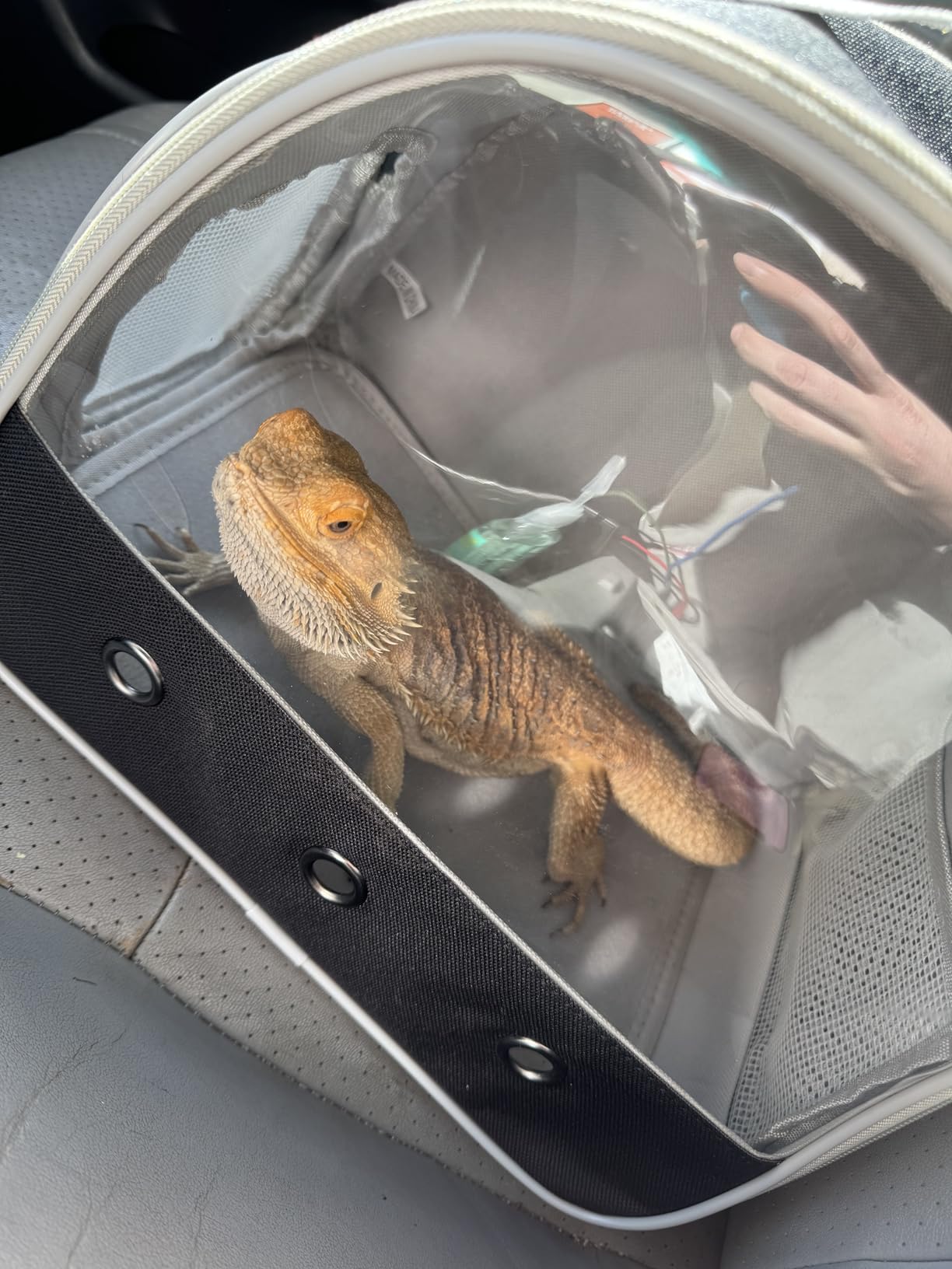 Bearded Dragon Travel Carrier, Lizards Carrier, Small Animal Travel Carrier for Sugar Glider Hedgehog Rat Parrot Bird Guinea Pig, Portable Guinea Pig Travel Bag for 2 customer photo 1