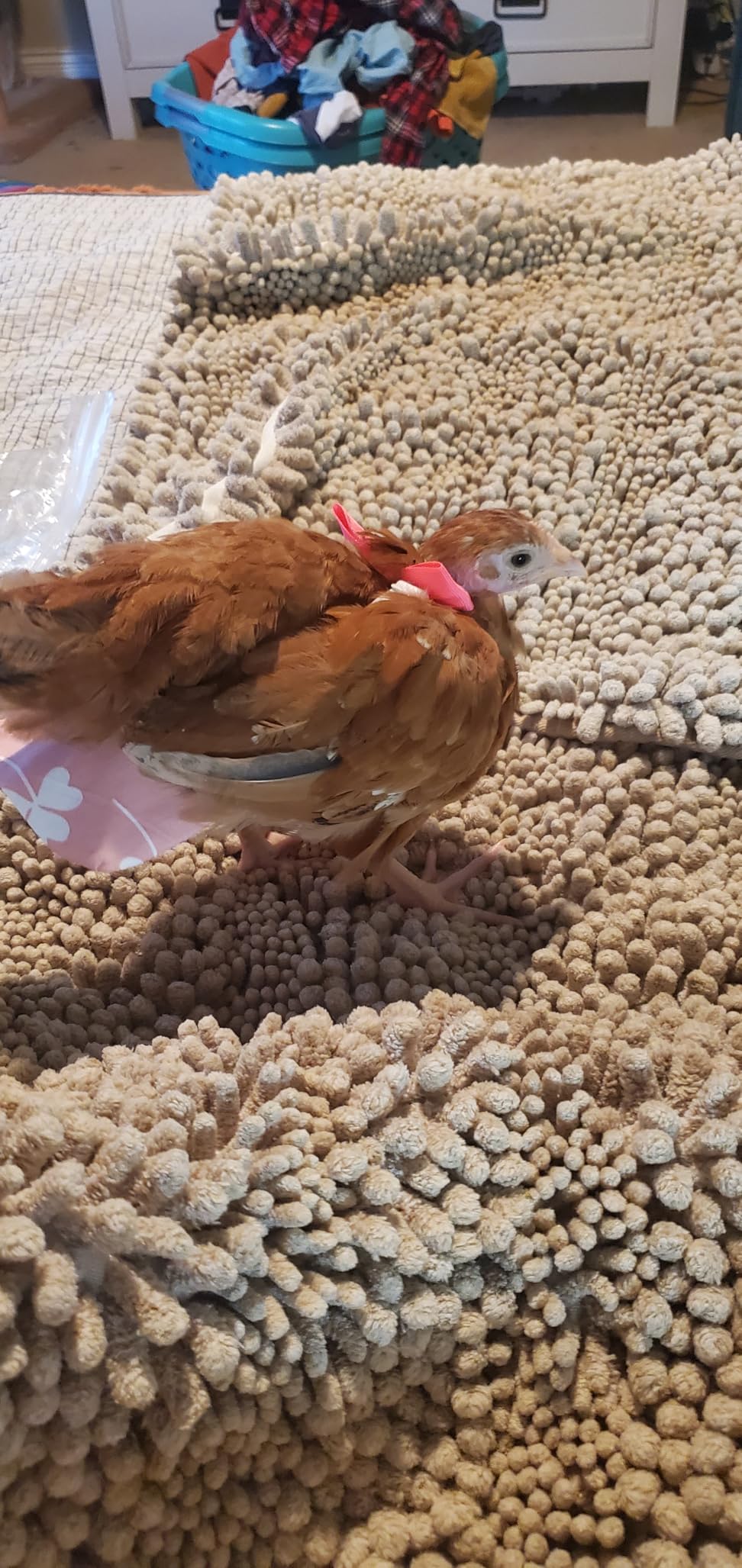 3 Pcs Chicken Diapers (M), Duck Diapers for Real Ducks Hens, Waterproof and Adjustable, Chicken Accessories Poultry customer photo 1