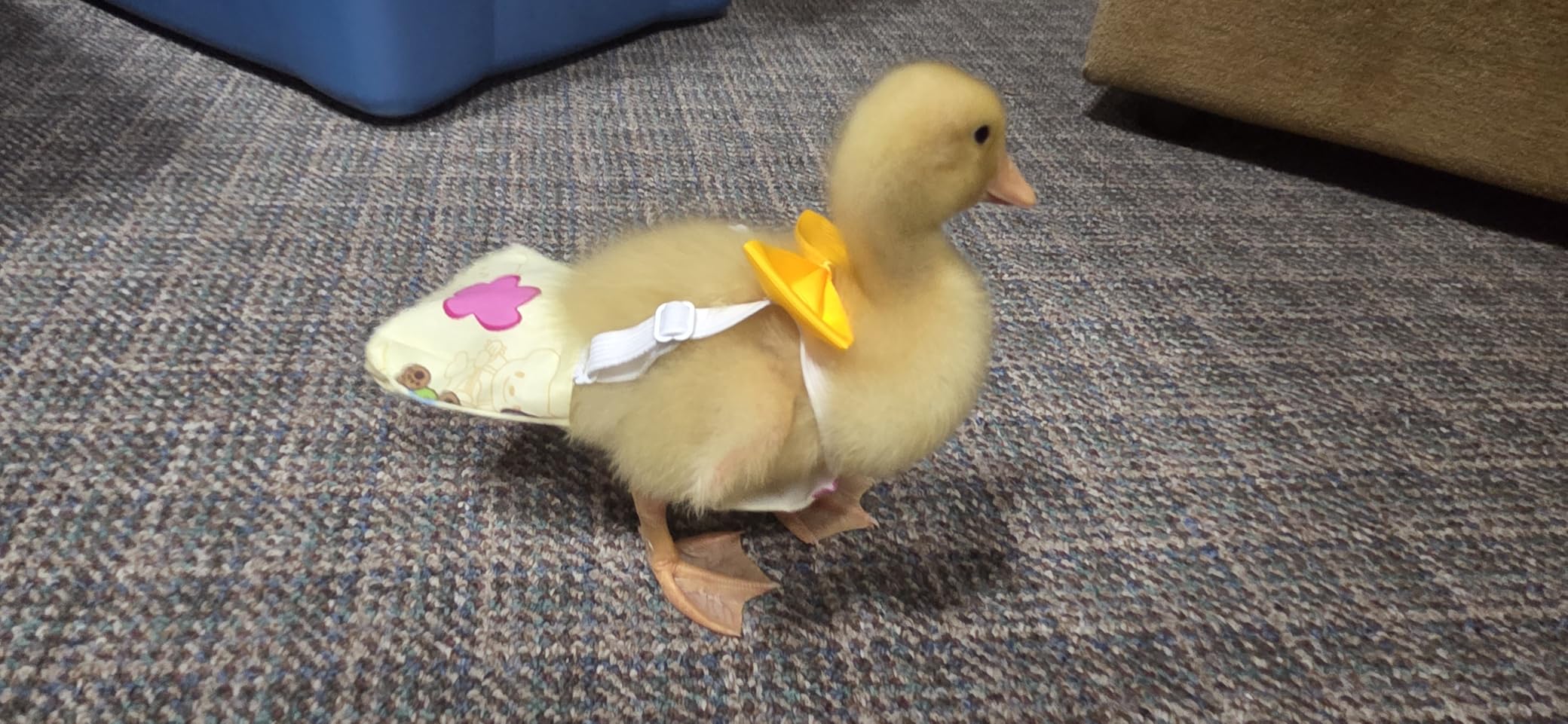 3 Pcs Chicken Diapers (M), Duck Diapers for Real Ducks Hens, Waterproof and Adjustable, Chicken Accessories Poultry customer photo 2