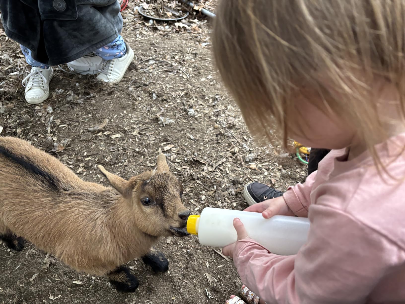 Goat Nipple and Bottles Set for Feeding Sheep Goat Lamb Puppy | 12 Pieces Small Animal Milk Drink Pritchard Nipple 2 Pieces 400 ml Lamb Feeding Bottle Kit customer photo 1