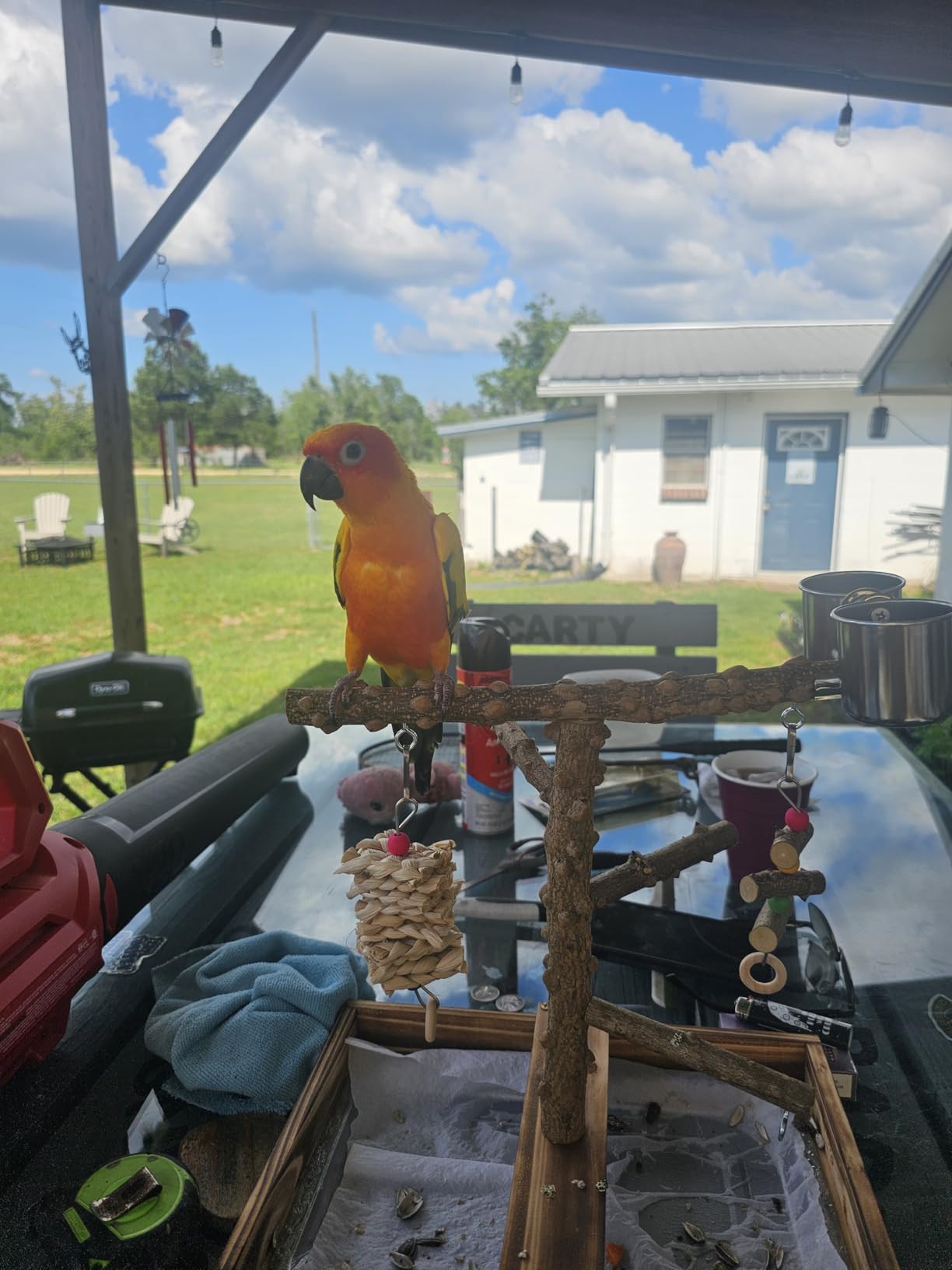 LIMIO Natural Wood Bird Toys Playground, Bird Cage Accessories, Bird Perches, with Removable Tray and 2 Stainless Steel Cups customer photo 1
