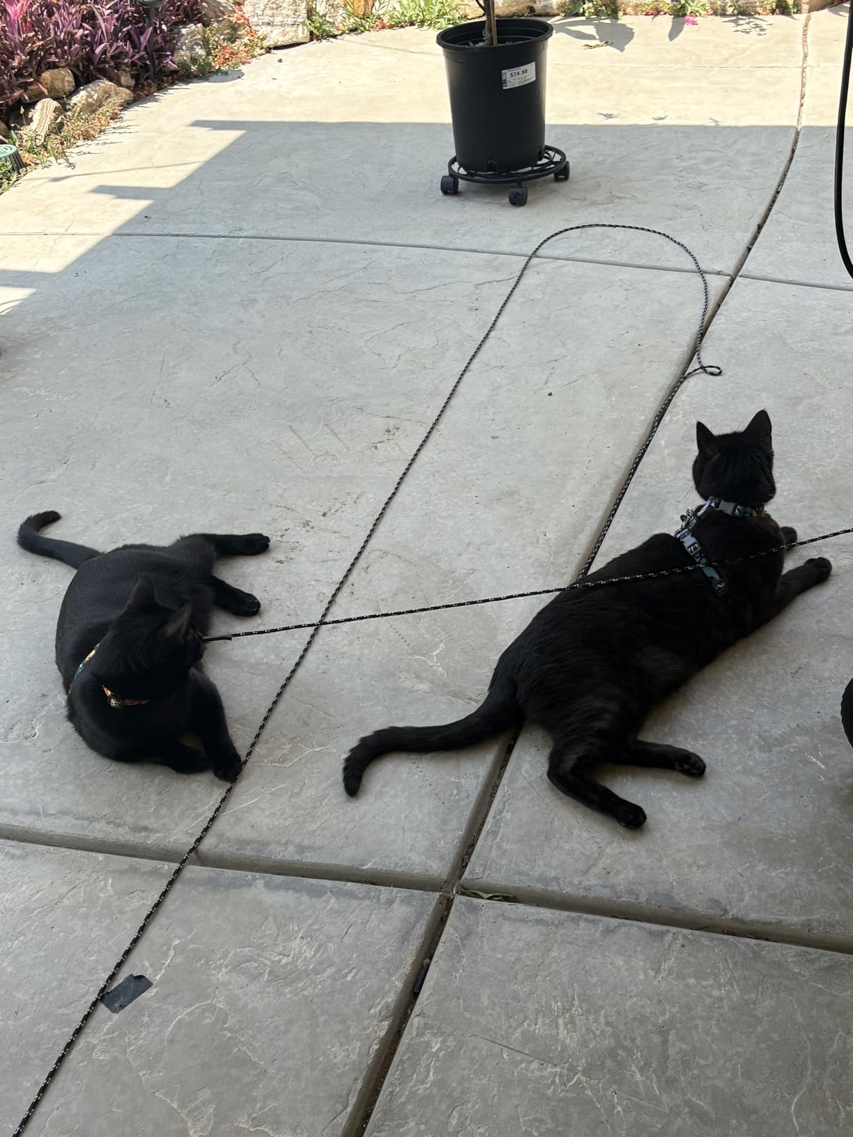 Extra Long Cat Leash for Yard, Lightweight Outdoor Cat Leash Long Light Extension, Long Thin Lead for Rabbits, Kitten, Puppy and Small Animals (4.5M/ 15FT) customer photo 2