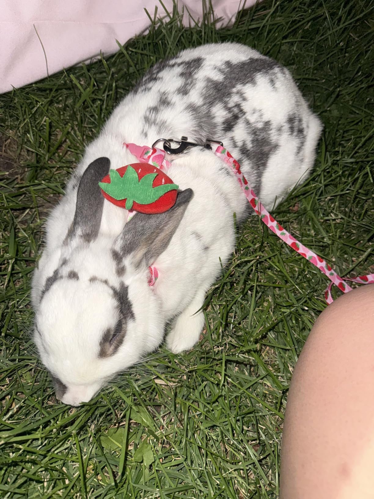 Rabbit Harness and Leash - Adjustable Bunny Harness Escape Proof for Walking Running Hiking Camping Outdoor - Yellow Carrot Pattern Cute Small Animal Harness Leash Set customer photo 1