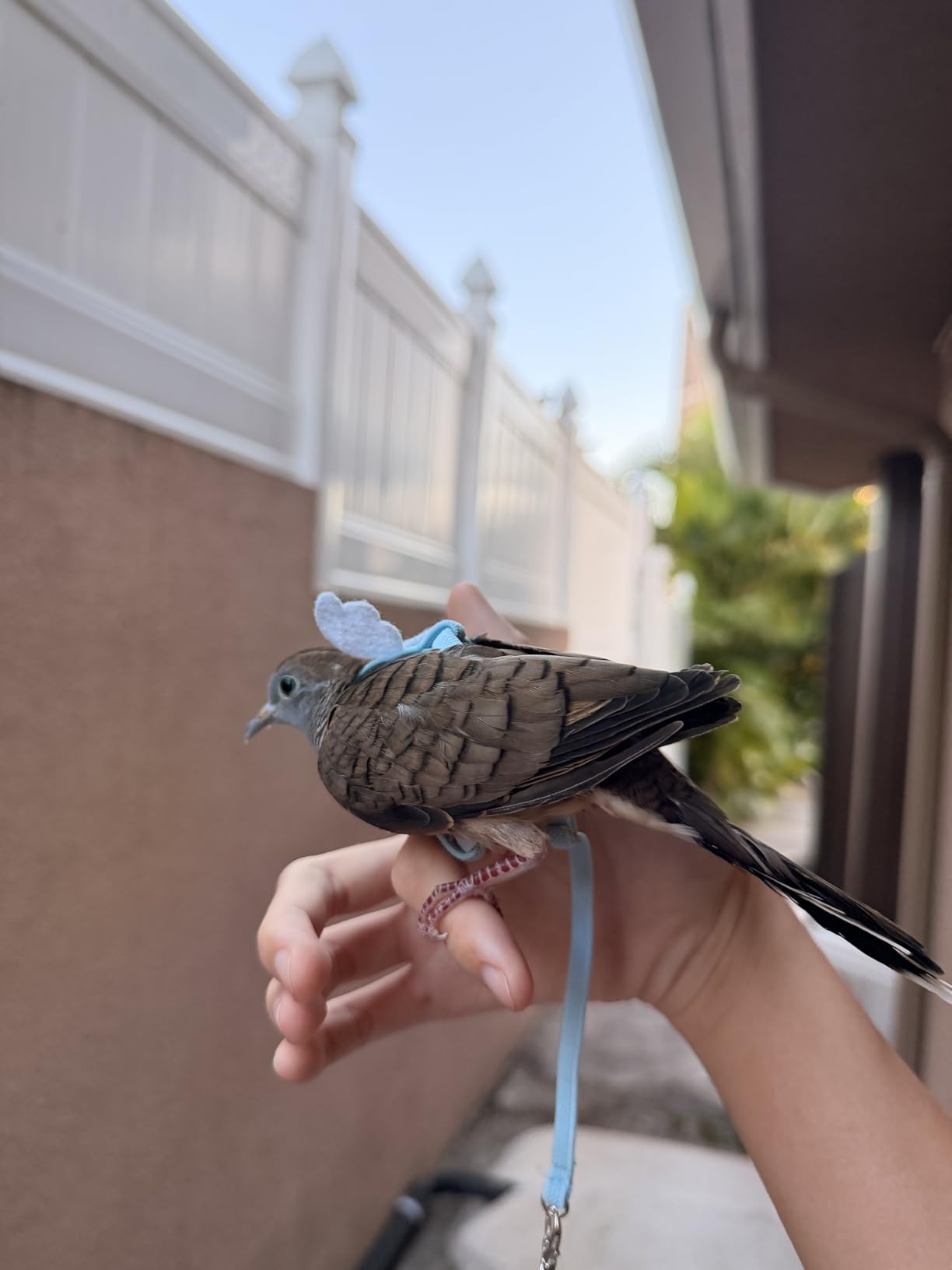 Pet Parrot Bird Harness Leash Adjustable Bird Flying Harness Traction Rope with Cute Wing for Parrots Pigeons Budgerigar Lovebird Cockatiel Mynah Outdoor Training Toy (S, Blue) customer photo 1