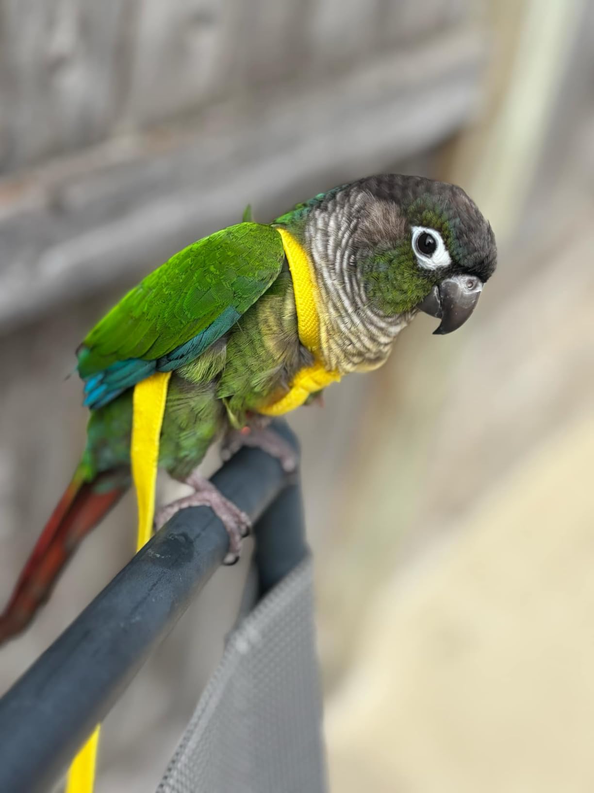 Pet Parrot Bird Harness Leash Adjustable Bird Flying Harness Traction Rope with Cute Wing for Parrots Pigeons Budgerigar Lovebird Cockatiel Mynah Outdoor Training Toy (S, Blue) customer photo 2