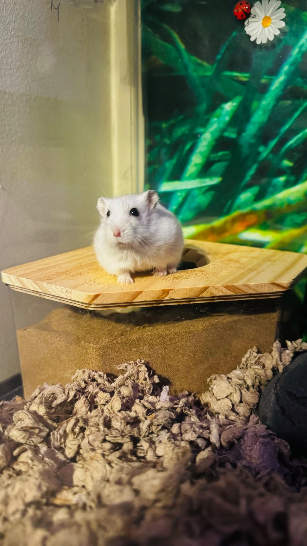 kathson Hamster Sand Bath Box Transparent Acrylic Small Animals Shower Bathtub Guinea Pigs Digging Sand Container Cage Accessories for Lemmings Gerbil Mice Hedgehog Chinchilla (Rectangle) customer photo 1