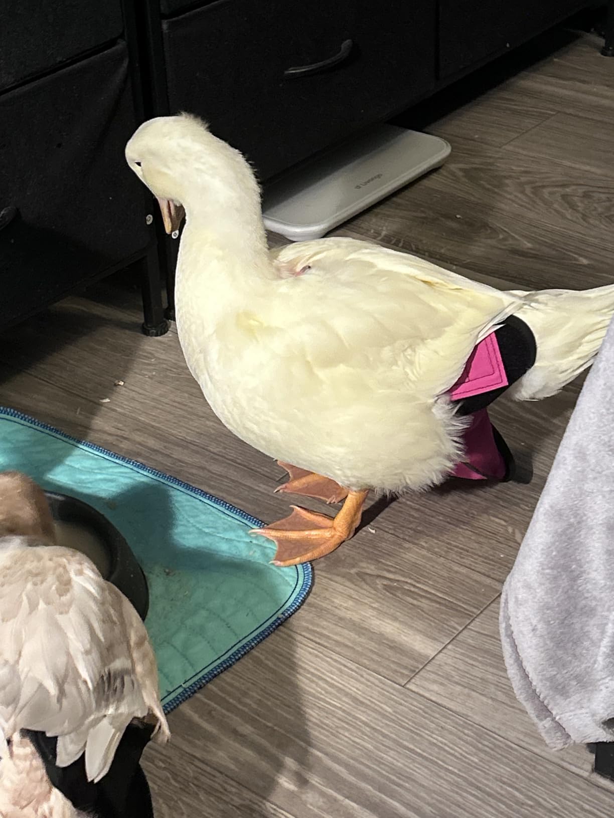 Hen Holster Starter Kit - Wrap-Around Runner Duck Diaper w/ Removable Liner & Fixed Tab - Durable, Secure Fit, Easy-to-Wear - Essential Duck Supplies for Real Ducks, Made in USA - Pink customer photo 1