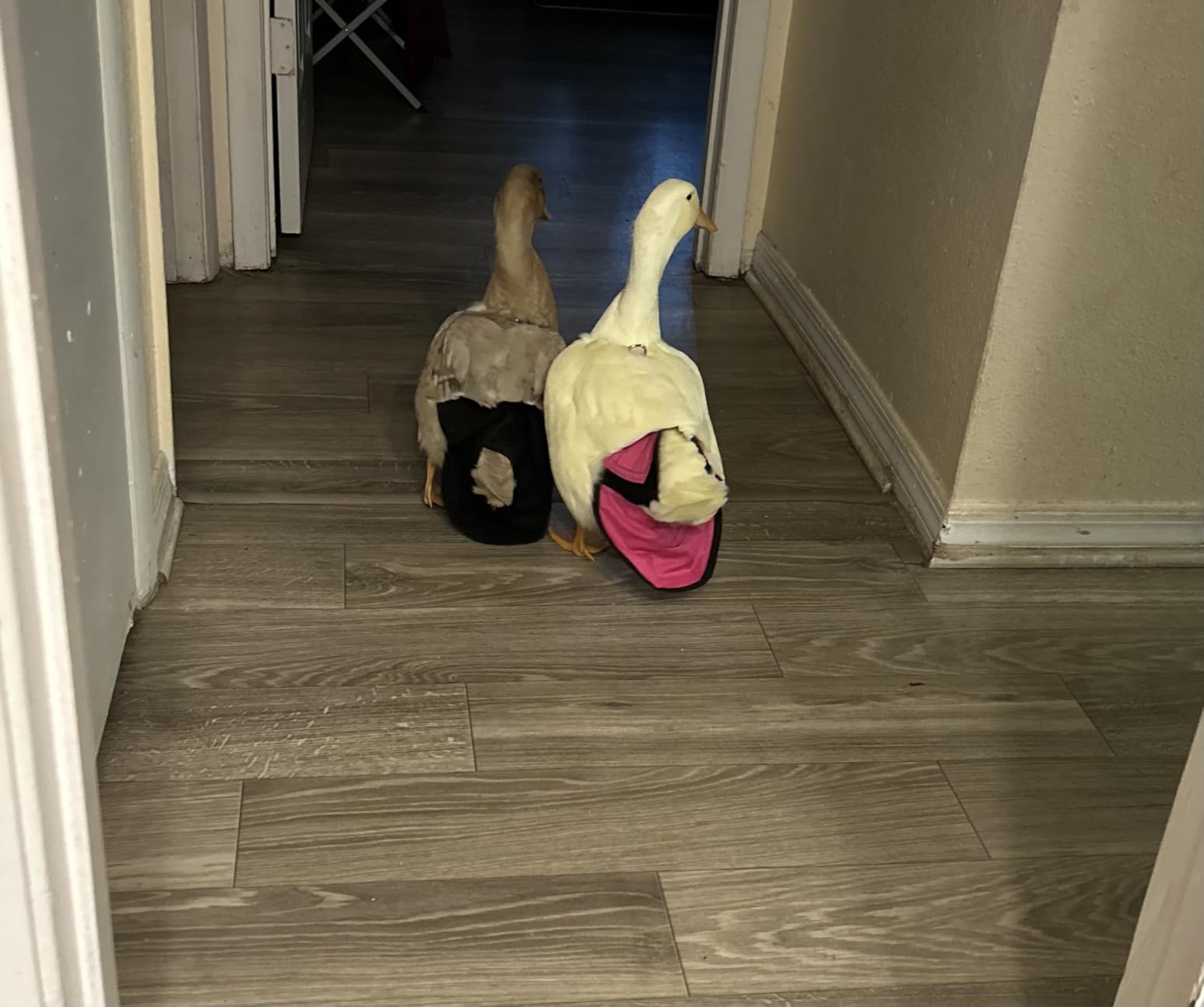 Hen Holster Starter Kit - Wrap-Around Runner Duck Diaper w/ Removable Liner & Fixed Tab - Durable, Secure Fit, Easy-to-Wear - Essential Duck Supplies for Real Ducks, Made in USA - Pink customer photo 2