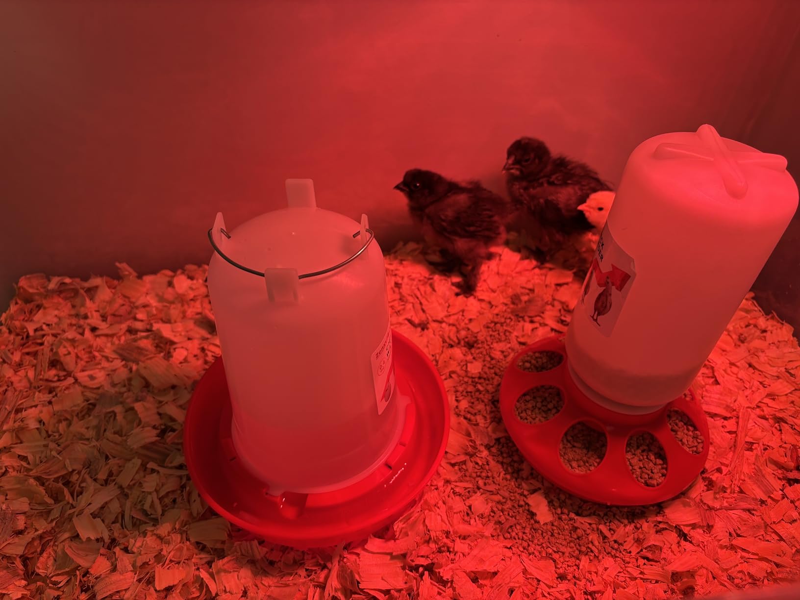 2-in-1 Chick Starter Set: 0.3 Gal Feeder & 0.4 Gal Waterer Red | Chick Feeder and Waterer with Adjustable legs, Anti-drowning, Anti-tip and Hanging Hooks Design for Baby Chicks customer photo 1