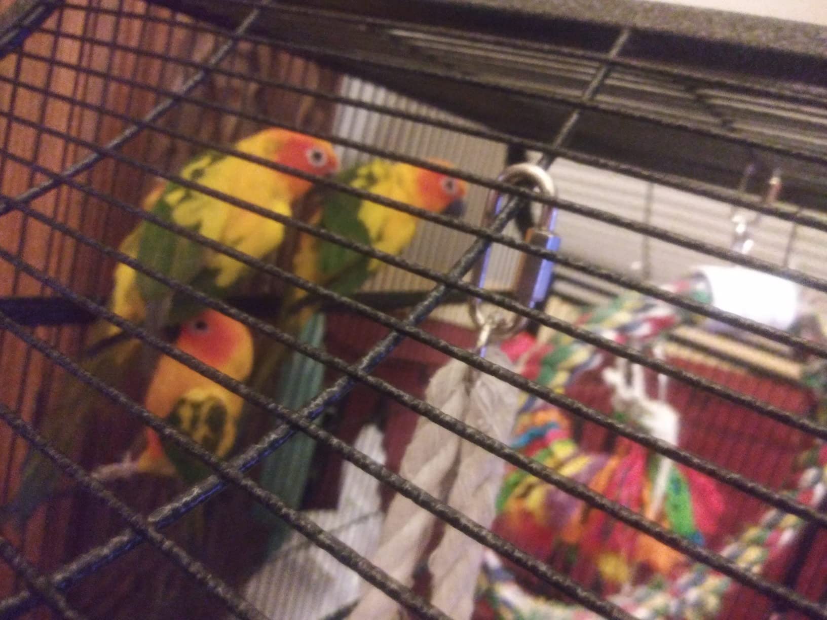 KATUMO Bird Toys, Parrot Grass Basket and Shredding Foraging for Parakeets, Cockatiels, Conures, Small and Medium Bird Cage Accessories customer photo 1