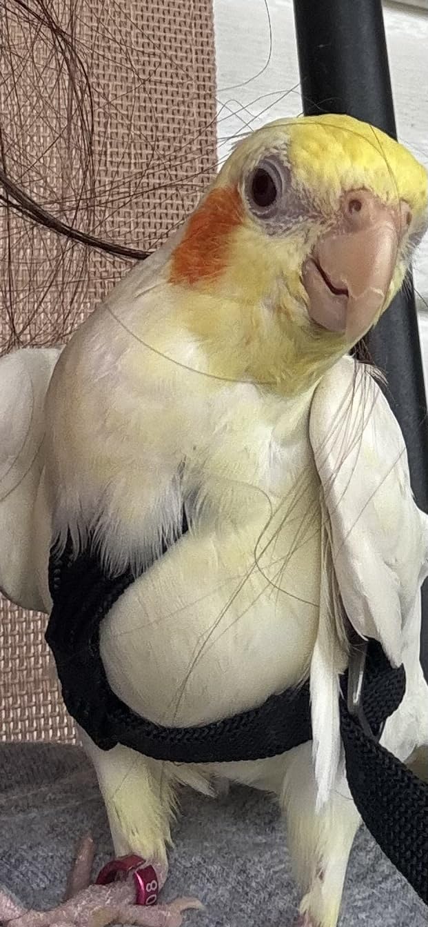 Adjustable Bird Harness with 78.7 Inch Leash, Outdoor Flying Training Rope Kit for Bird Parrots, Parrot Flying Rope Straps Outdoor Training Traction Rope for Small Medium Large Size Birds (Petite) customer photo 1