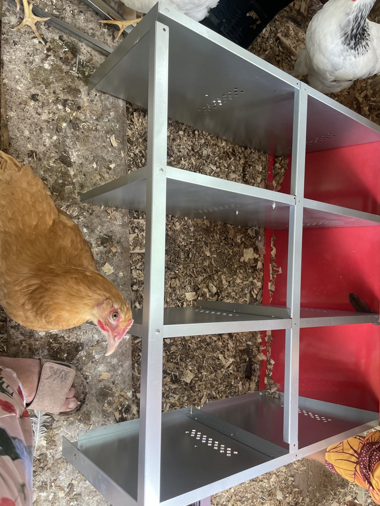 ZenxyHoC Chicken Nesting Boxes, Metal Chicken Egg Laying Box with Swing Perch and Rollout Egg Collection for Chicken Coop Red 3 Compartments customer photo 2