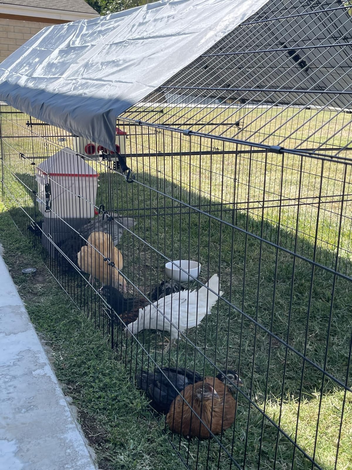 PawGiant Chicken Coop, 86