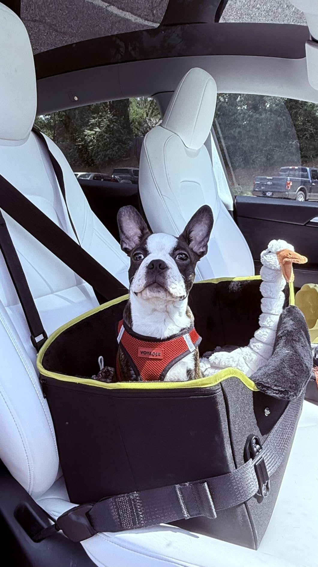 PETSFIT Dog Car Seats for Small Dogs – Patented Safety Buckles – Safety Tether – Foldable Travel Dog Booster Car Seat Reduces Anxiety & Road Trips – Stable Frame, Soft Cushion, Fits Front/Back Seat customer photo 1