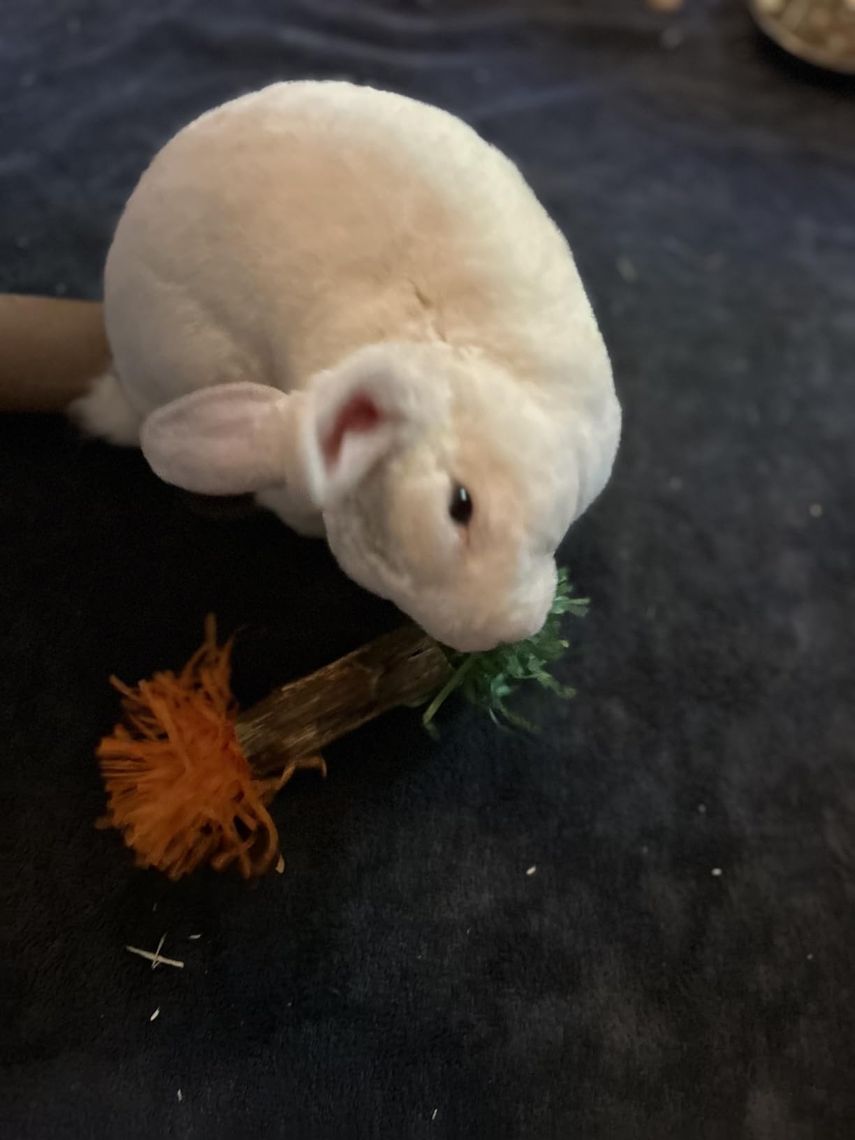 Oxbow Birthday Party Pack, Rabbit & Guinea Pig Toys, Bunny Enrichment Toys | Rabbit Chew Toys, Guinea Pig Enrichment, Guinea Pig Chew Toys, Rabbit Enrichment, Natural Materials, Small Pet Accessories customer photo 1