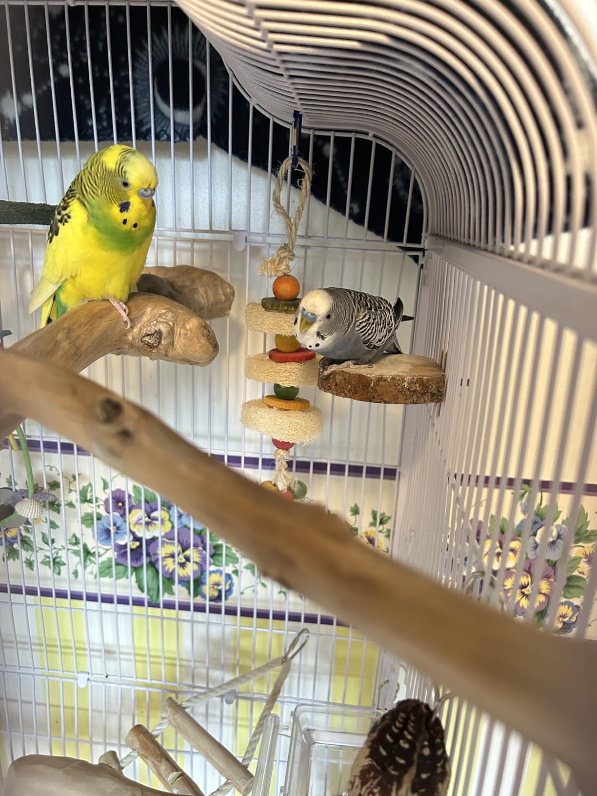8 Pcs Natural Wood Bird Perch Set for Parakeets & Budgies | Ideal for Small/Medium Birds (Budgies, Conures) | Bark Textures for Foot Health | Tool-Free Wing-Nut | Safe Chewing customer photo 1