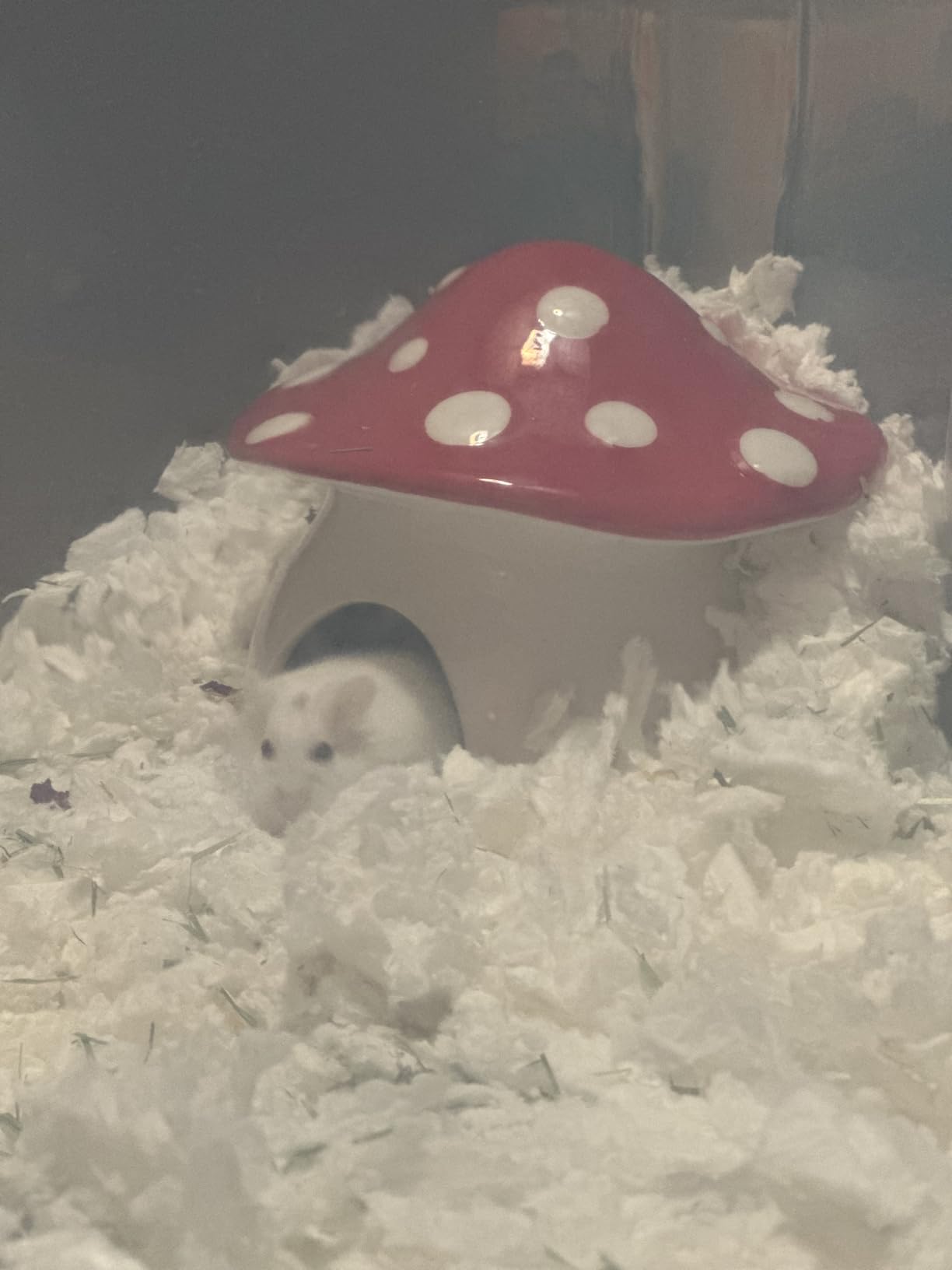 Niteangel Ceramic Hamster Habitat Hideout: Stone-Shaped & Non-Chewable - Cozy Hidey Spot & Easy to Clean customer photo 2