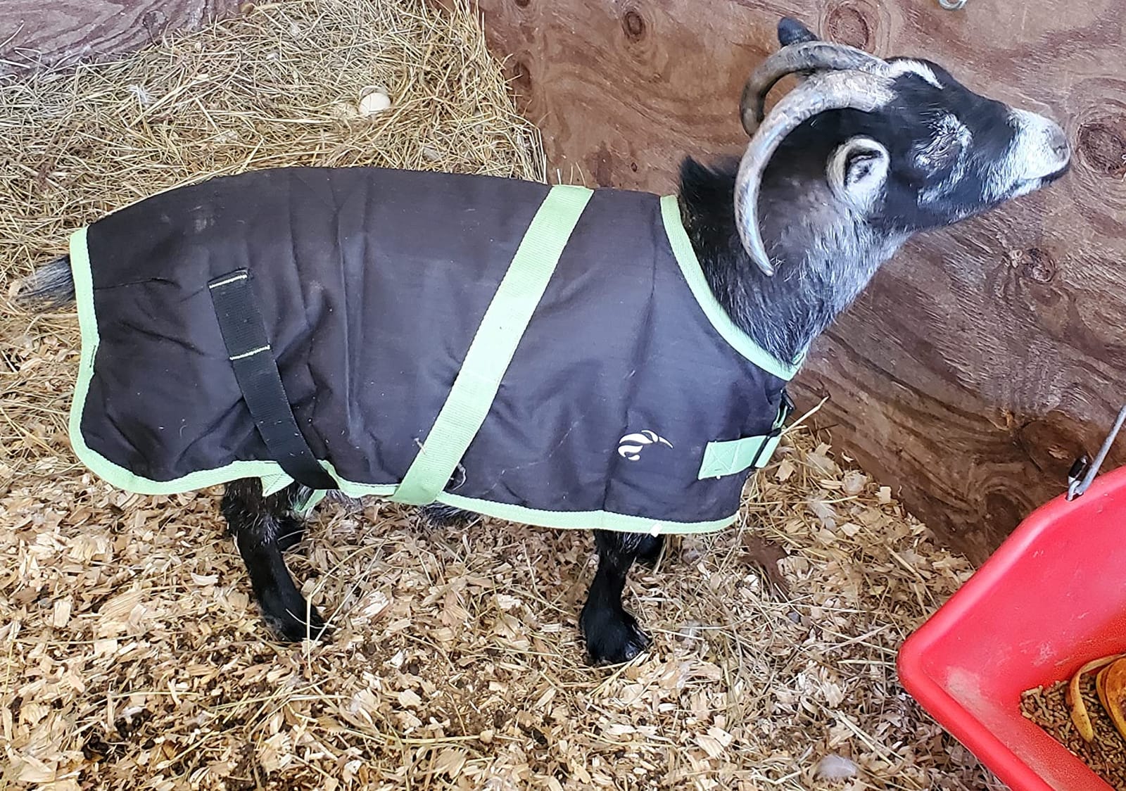 AniMac Super Calf Jacket for Calves, Sheep, Alpaca, Goats and Dogs - Premium Waterproof Livestock Coat - Breathable - Synthetic - Machine Washable customer photo 1