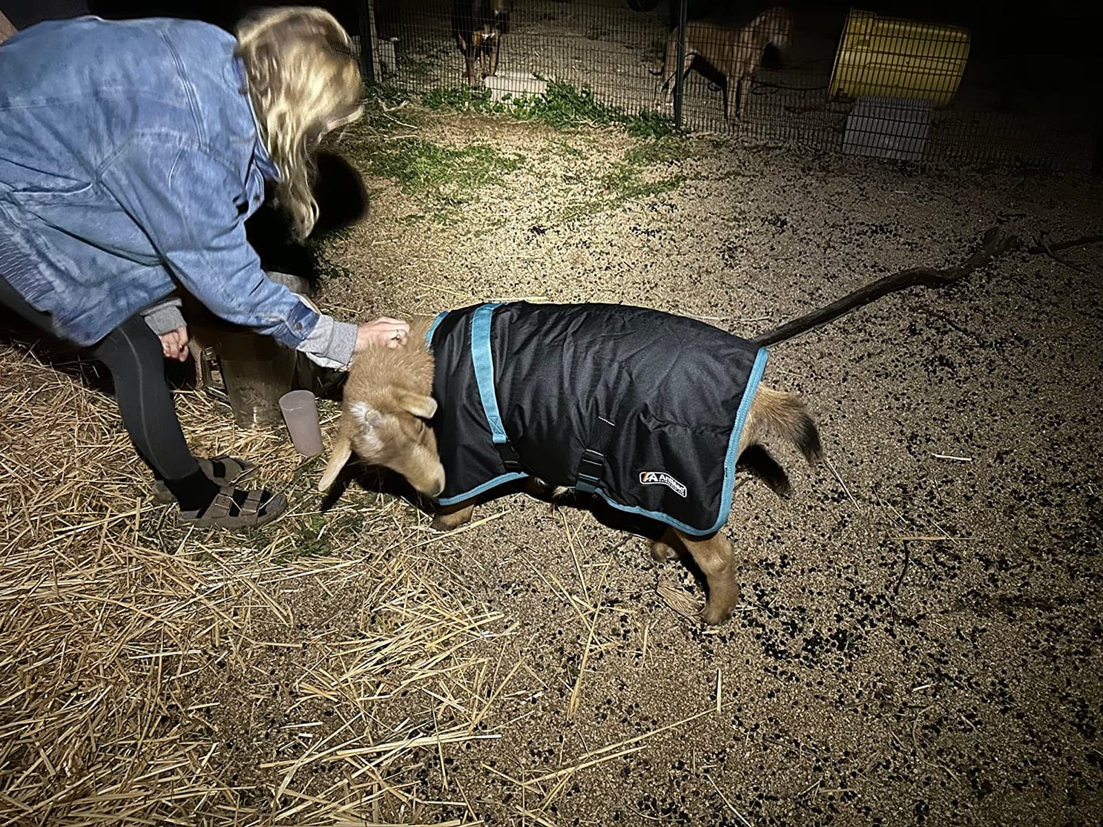 AniMac Super Calf Jacket for Calves, Sheep, Alpaca, Goats and Dogs - Premium Waterproof Livestock Coat - Breathable - Synthetic - Machine Washable customer photo 2