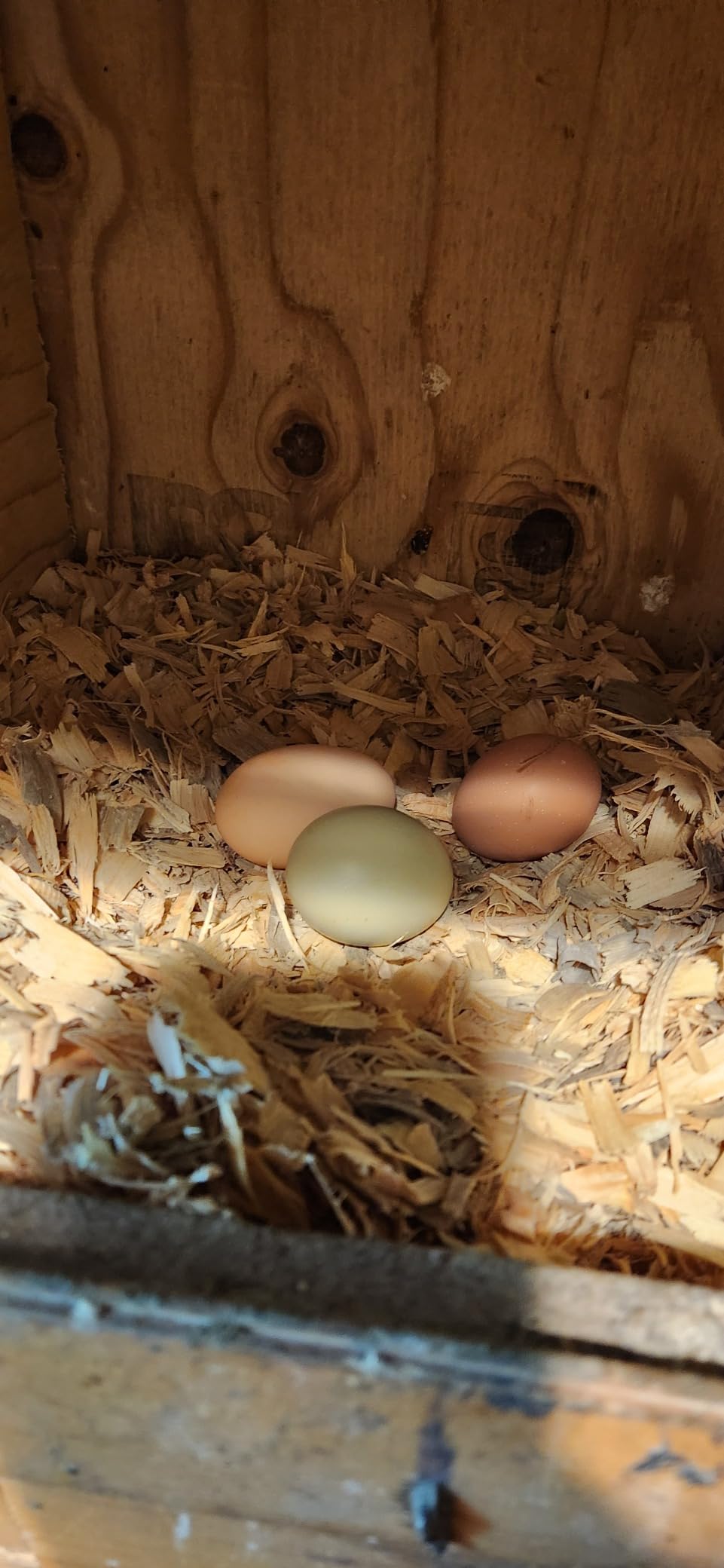 Sassafras & Pumpernickel's Certified USDA Organic Chicken Nesting Herbs (10 oz) customer photo 1
