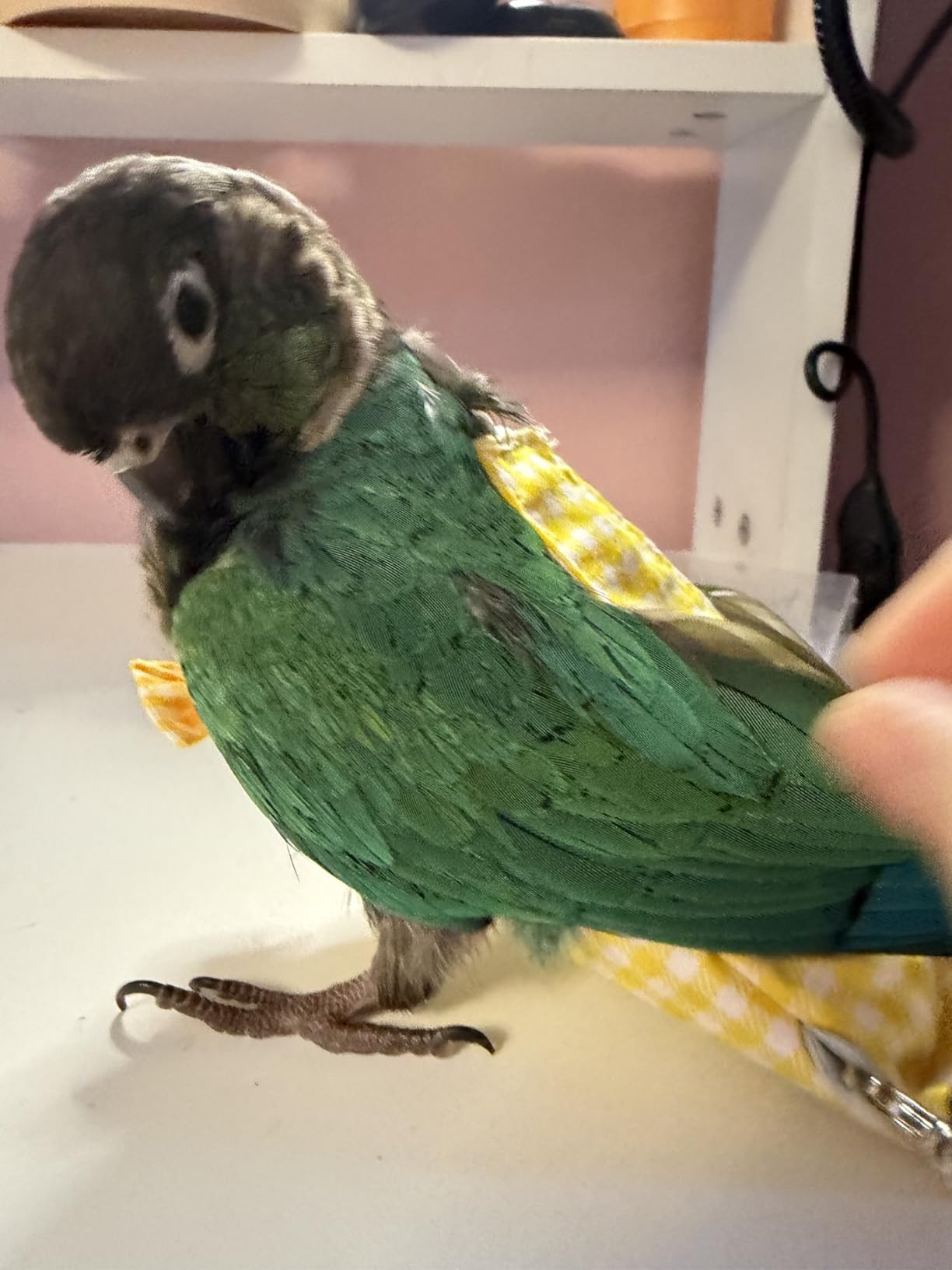 VANFAVORI Bird Diaper Flight Suit with 80-inch Elastic Leash, M Size, Blue | Includes Bird Flight Suit Clothes, 80-inch Flying Leash, and 1 Cotton Pad. For Birds Parrots Cockatiels, Conures (80-105 g) customer photo 2