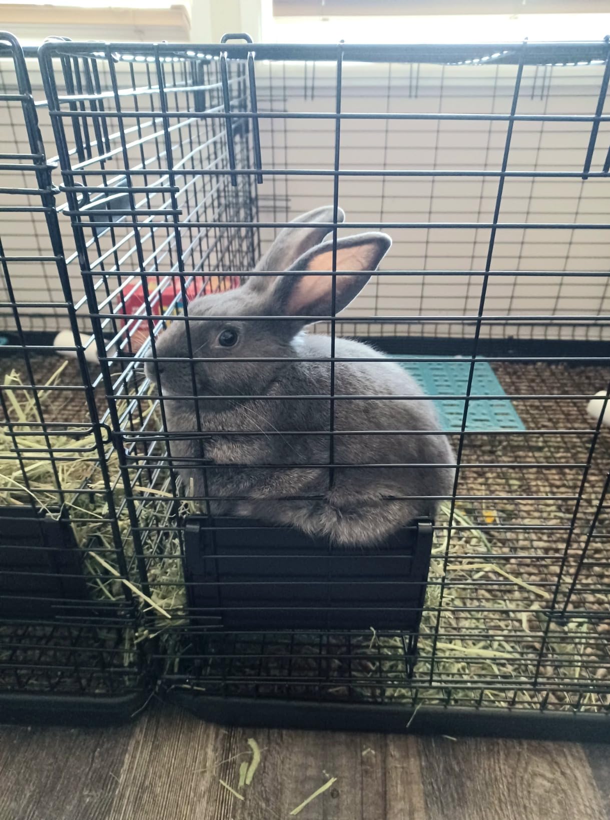 Guinea Pig Hay Feeder,Rabbit Hay Feeder with Heavy-Duty Metal Frame Hay Holder,for Bunny, Guinea Pigs,Chinchillas-6.9x4.7x6.6 inch customer photo 2