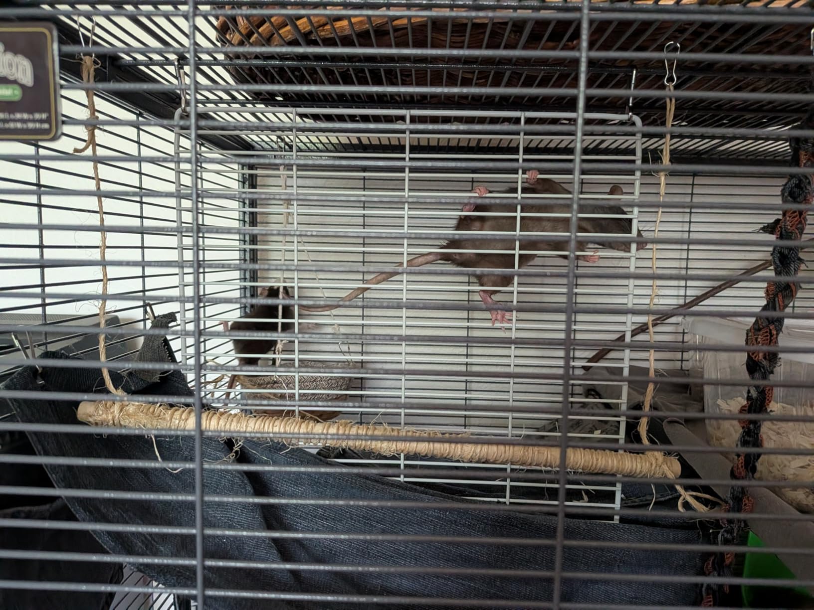 SONGMICS Pet Playpen with Floor, Small Animal Playpen customer photo 1