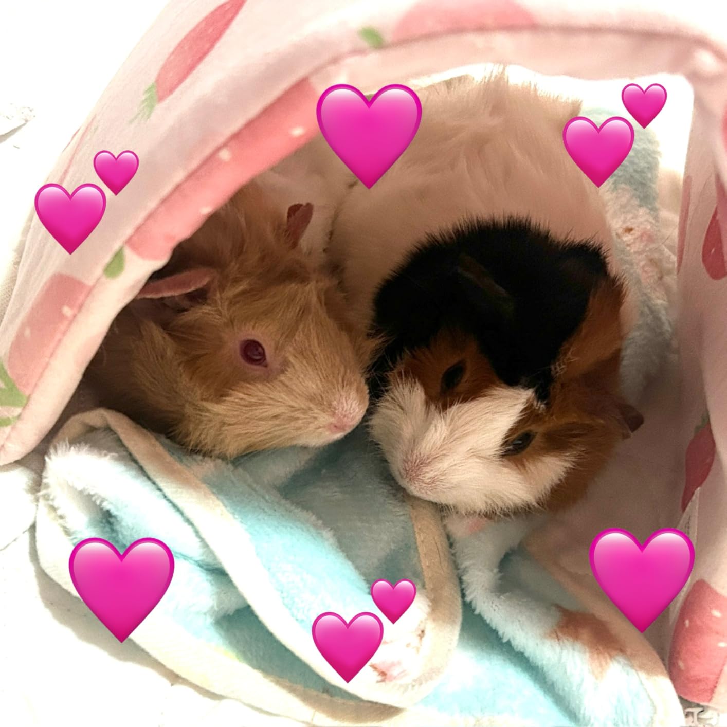 CUSOZWO Guinea Pig Bedding Mat 6 Pack, Soft Fleece Small Pet Blankets | Washable Small Animal Cage Liners Sleep Mat Accessories for Rat, Rabbit, Hamster, Hedgehog (13.7x13.7in) customer photo 2