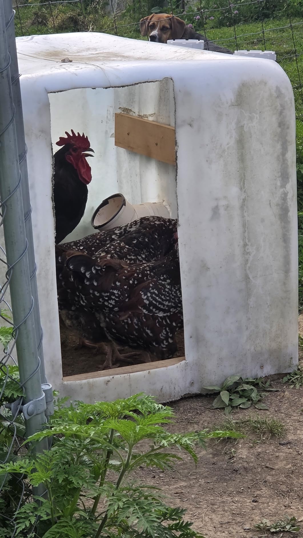 Automatic Chicken Feeder No Waste - 6.6 Pounds Large Capacity Heavy Duty PVC Pipe Hanging Chicken Feeder, Poultry Gravity Feed Port for Chicken Long Feeding customer photo 2