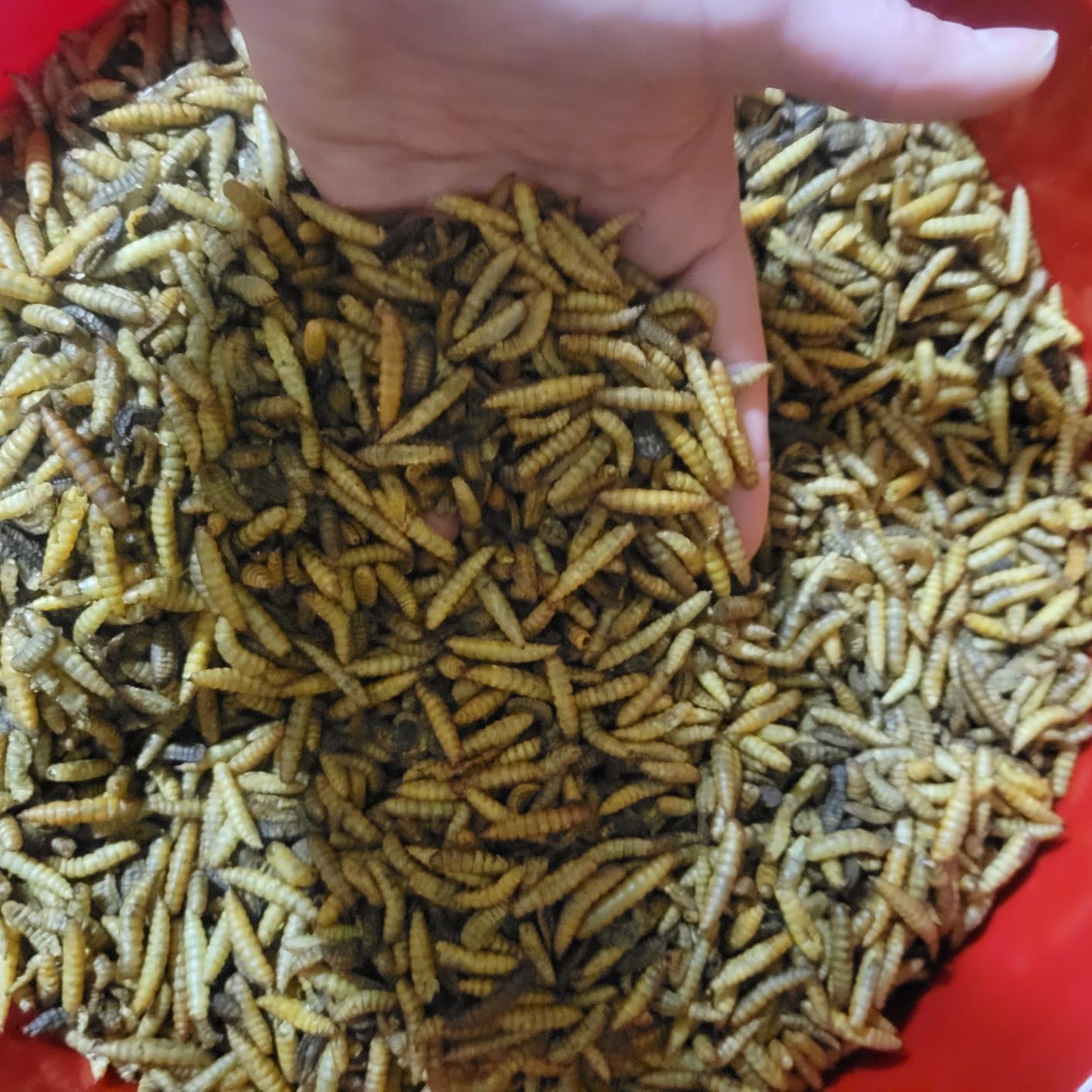 BUNTIE WORMS 10LB Dried Black Soldier Fly Larvae for Chickens Food | More Calcium Than Mealworms, High Protein Chicken Treats, 100% Natural Non-GMO Chicken Feed for Wild Birds, Ducks, Reptiles customer photo 1