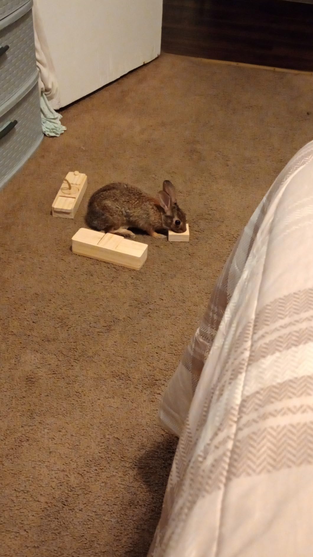 SoulThink Interactive Wooden Pet Rabbit Toys - Sniff n' Snack Bunny Chew Toys for Rabbit Treats, Suited as Guinea Pig, Hamster for Boredom, Bunny Toys for Rabbits Keep Busy (2 Sets) customer photo 1