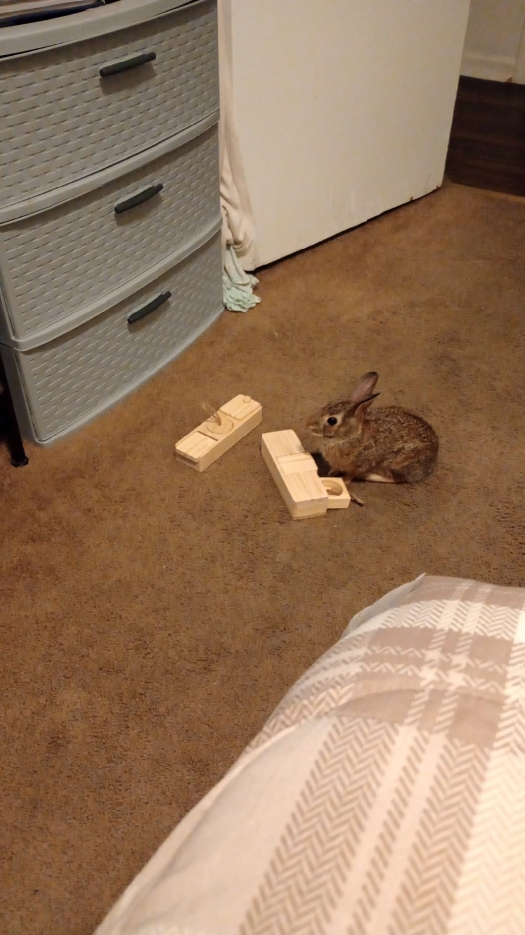 SoulThink Interactive Wooden Pet Rabbit Toys - Sniff n' Snack Bunny Chew Toys for Rabbit Treats, Suited as Guinea Pig, Hamster for Boredom, Bunny Toys for Rabbits Keep Busy (2 Sets) customer photo 2