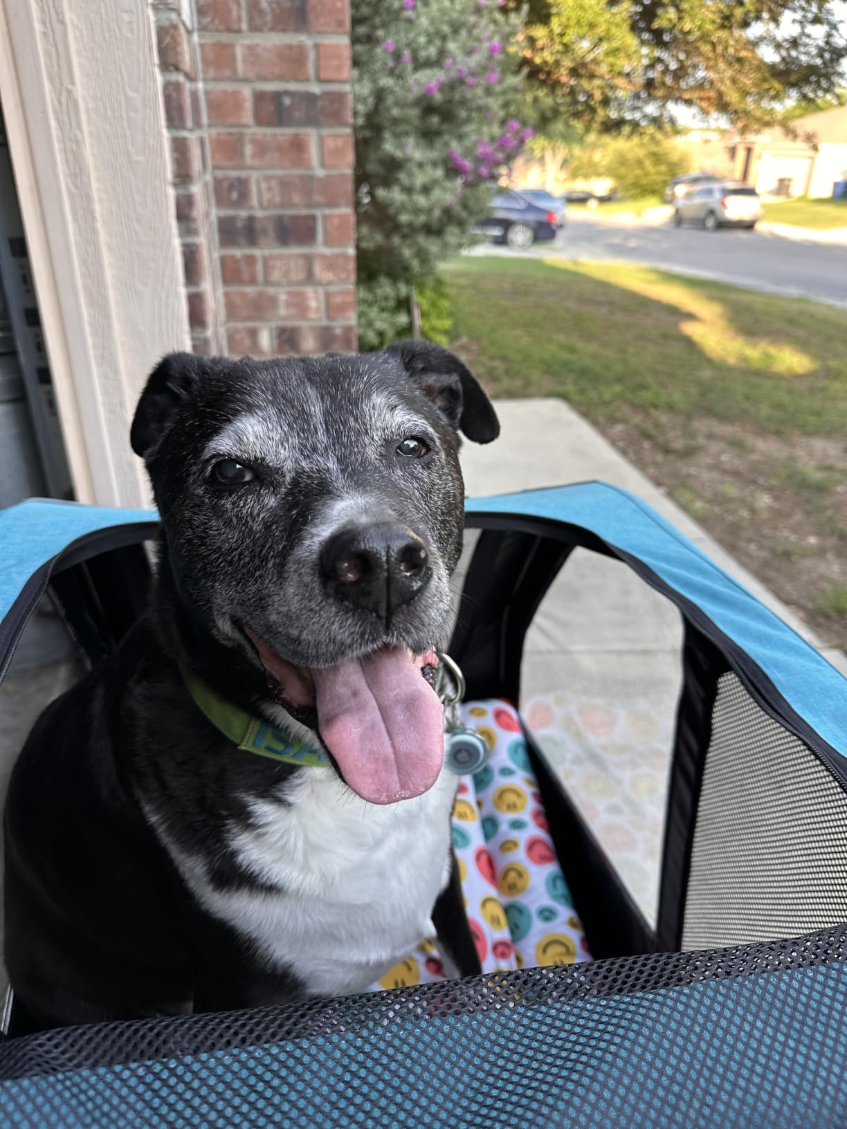 Saudism Dog Stroller for Large Dogs, Extra Large Pet Stroller for Medium Dogs, Dog Wagon Carriage, Foldable Design, Adjustable Handle, with Pocket, Up to 130 lbs, Blue customer photo 1