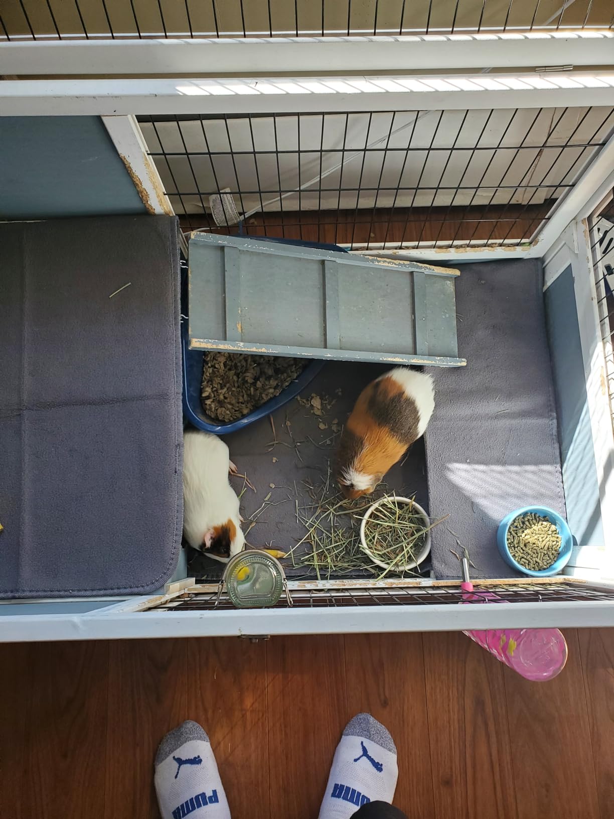 Guinea Pig Bedding, Cage Liners, Washable, Reusable & Leakproof | Premium Fleece Material, Instant Absorbent, Anti-Slip Bottom, Ideal Pee Pads for Small Animals customer photo 1
