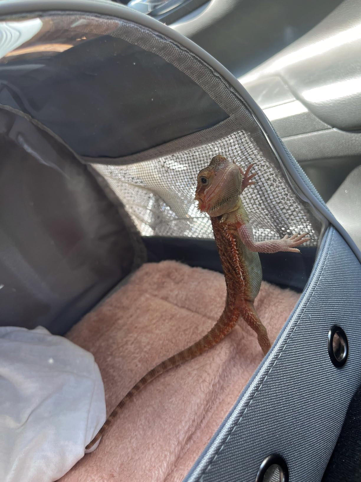 Bearded Dragon Carrier,Lizards Carrier, Small Animal Travel Carrier for Hedgehog Rat Parrot Bird Guinea Pig, Portable Guinea Pig Travel Carrier for 2(Grey) customer photo 1