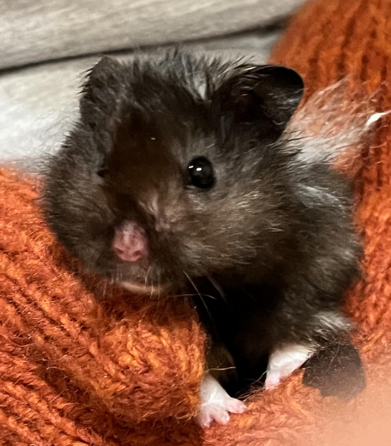 Niteangel Hamster Desert Bath Sand: 2.5lb/40oz No-Dust Bath & Easy to Clump | Helps Odor Control & Remove Excess Grease - Potty Litter Sand for Hamster Chinchillas Gerbil Mice Degu or Other Small Pets customer photo 2