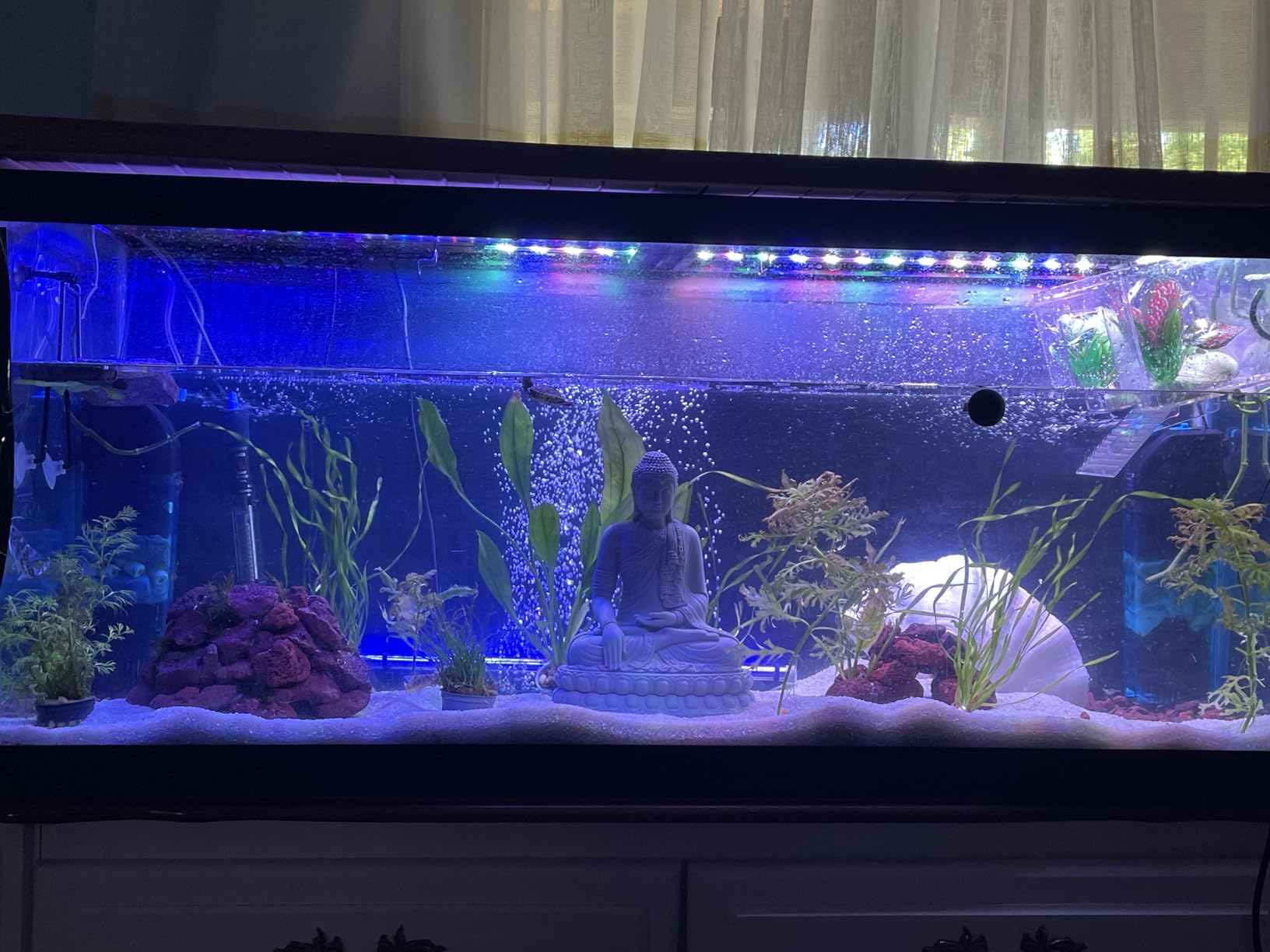 Ultra Fresh Bottom Feeder Fish Food, Sword Prawns, Natural Protein, Balanced Diet, for Catfish, Corydoras, Loaches, Tropical Shrimp Pie 2.05 Ounces customer photo 1