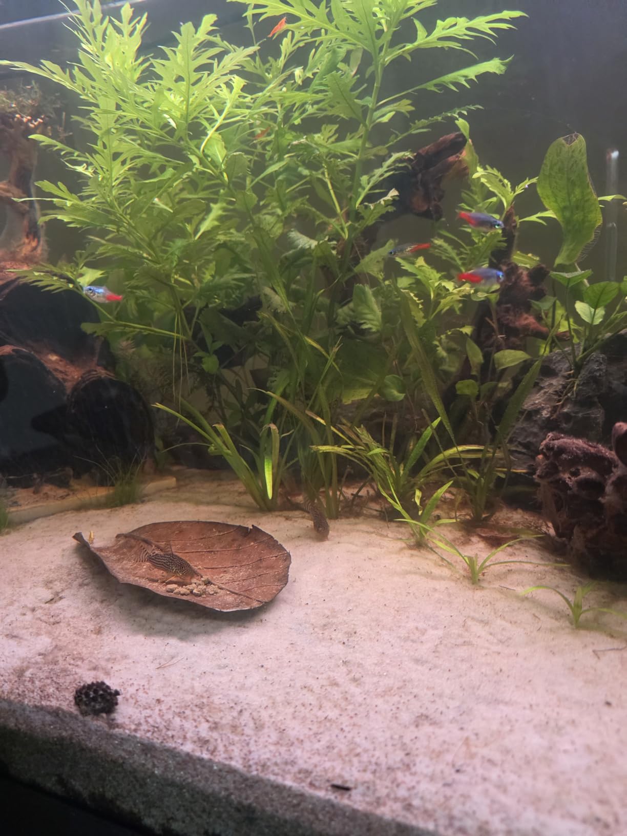 Ultra Fresh Bottom Feeder Fish Food, Sword Prawns, Natural Protein, Balanced Diet, for Catfish, Corydoras, Loaches, Tropical Shrimp Pie 2.05 Ounces customer photo 2