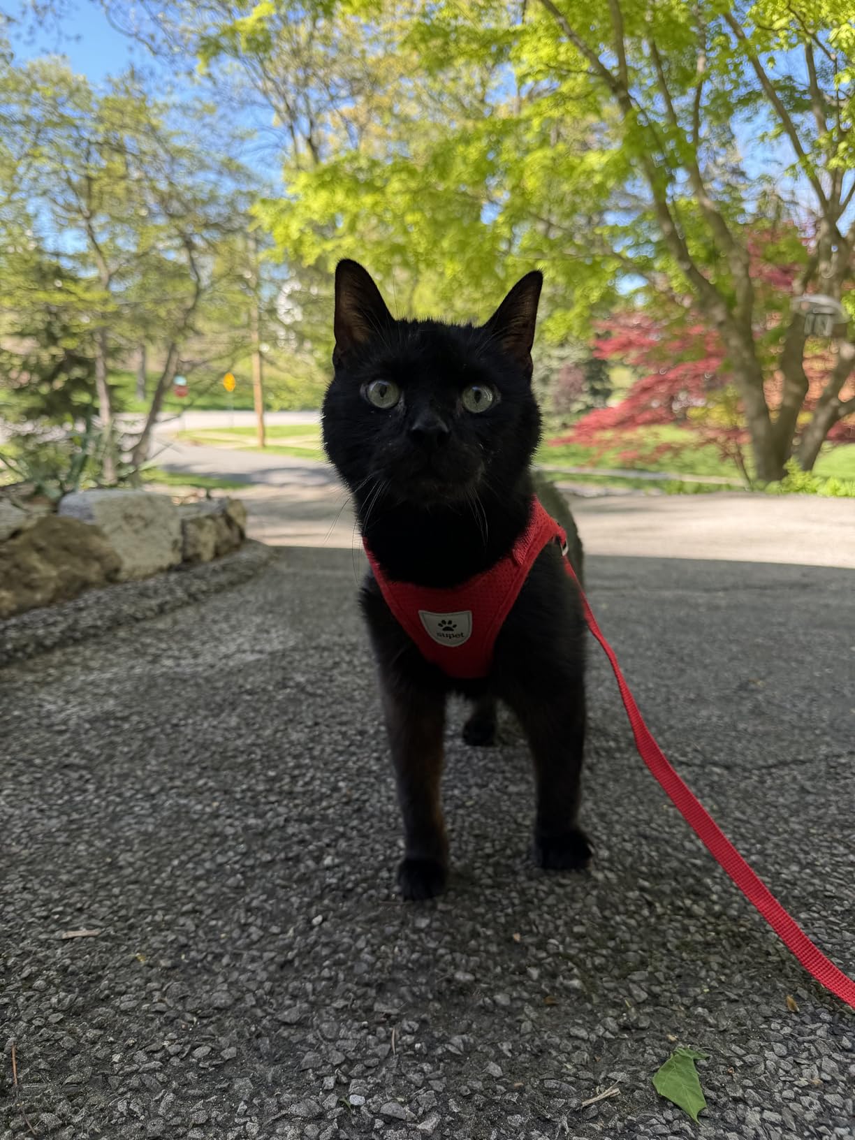 Supet Cat Harness and Leash Set - Soft Mesh Adjustable Cat Vest Harness with Reflective Strap for Walking Cat and Puppy Rabbit customer photo 2
