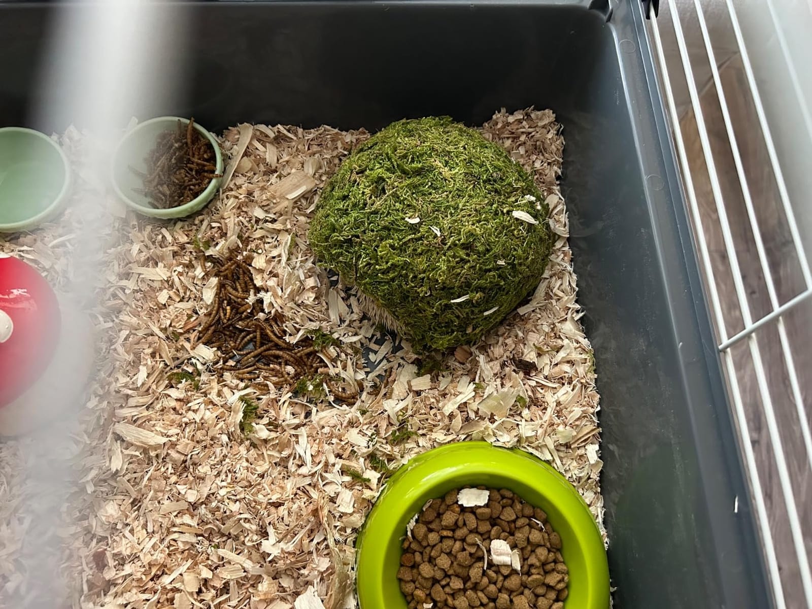 Hamster Hideout - Large, Natural Moss, Handcrafted for Syrian Hamsters, Rats & Guinea Pigs, Safe & Eco-Friendly customer photo 1