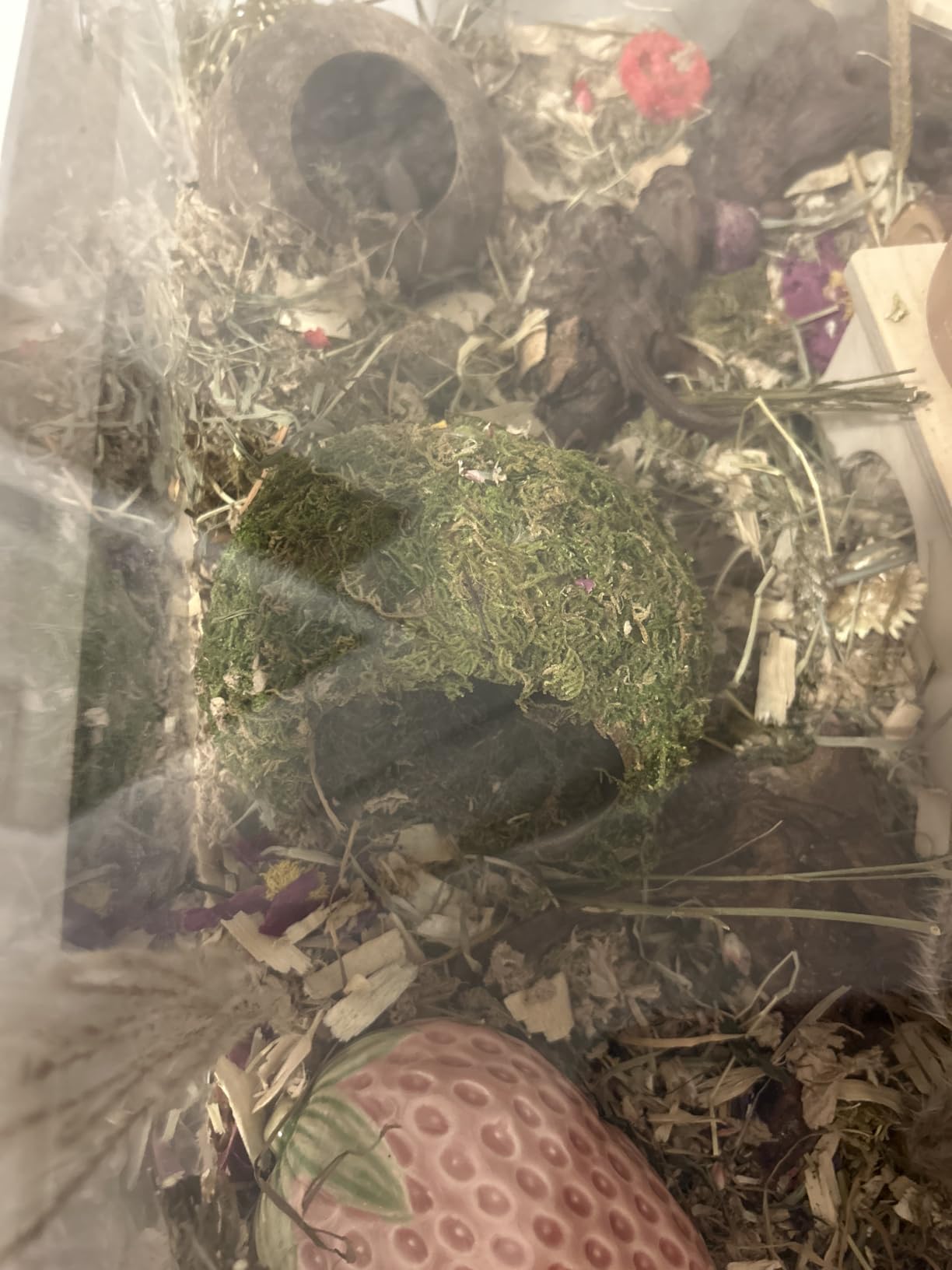 Hamster Hideout - Large, Natural Moss, Handcrafted for Syrian Hamsters, Rats & Guinea Pigs, Safe & Eco-Friendly customer photo 2